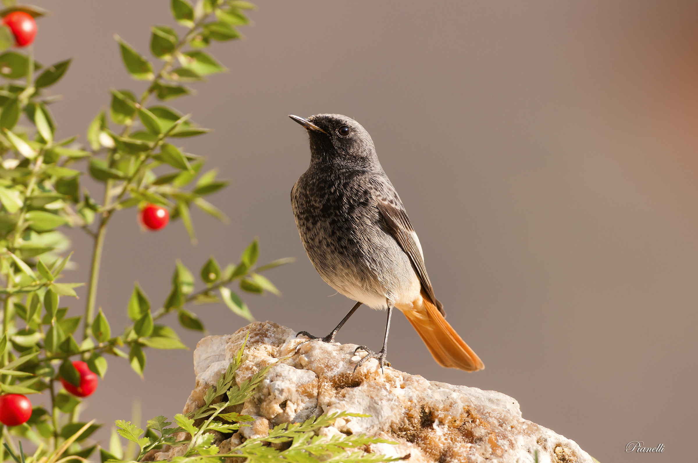 Redstart Chimney sweep