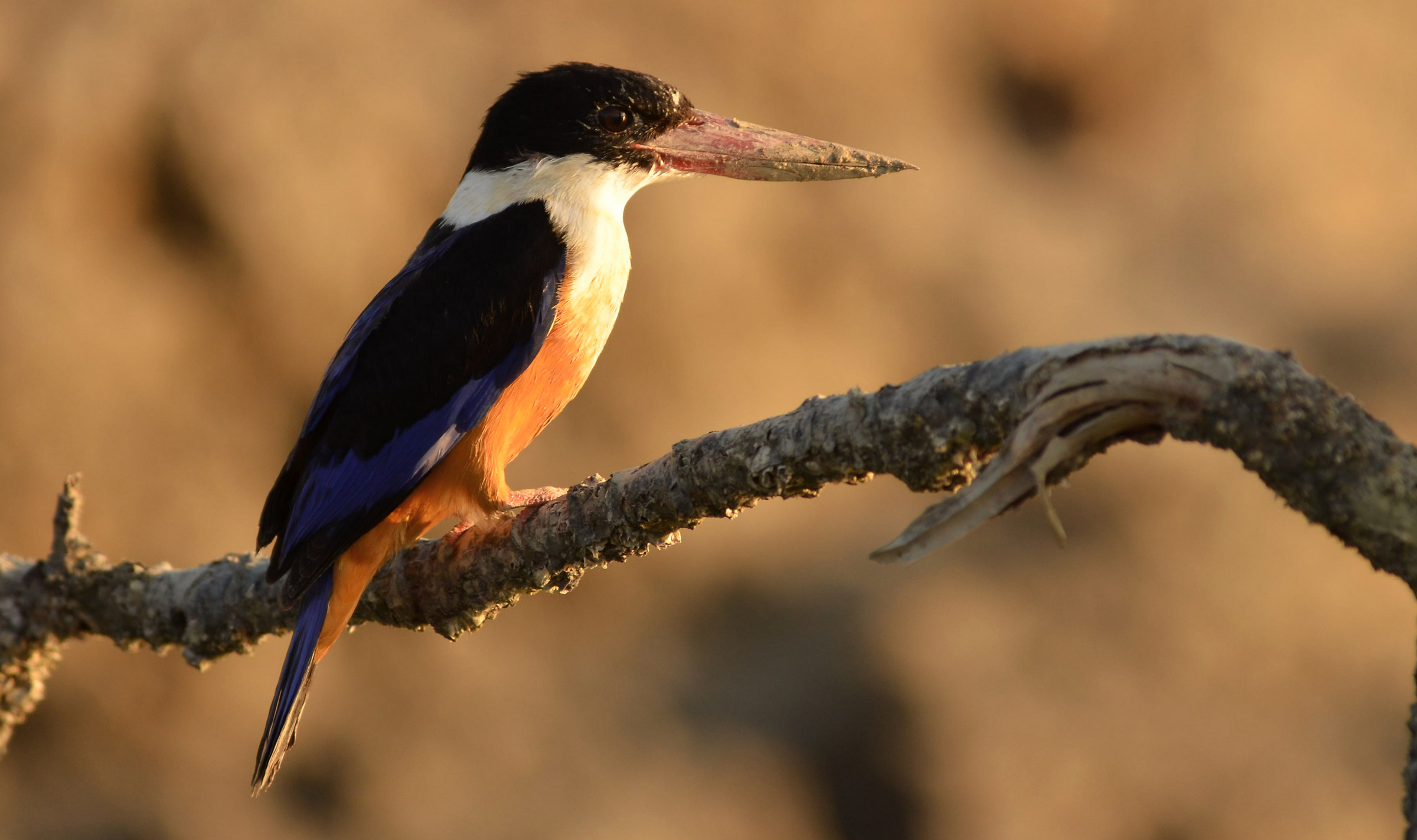 Black-capped kingfisher
