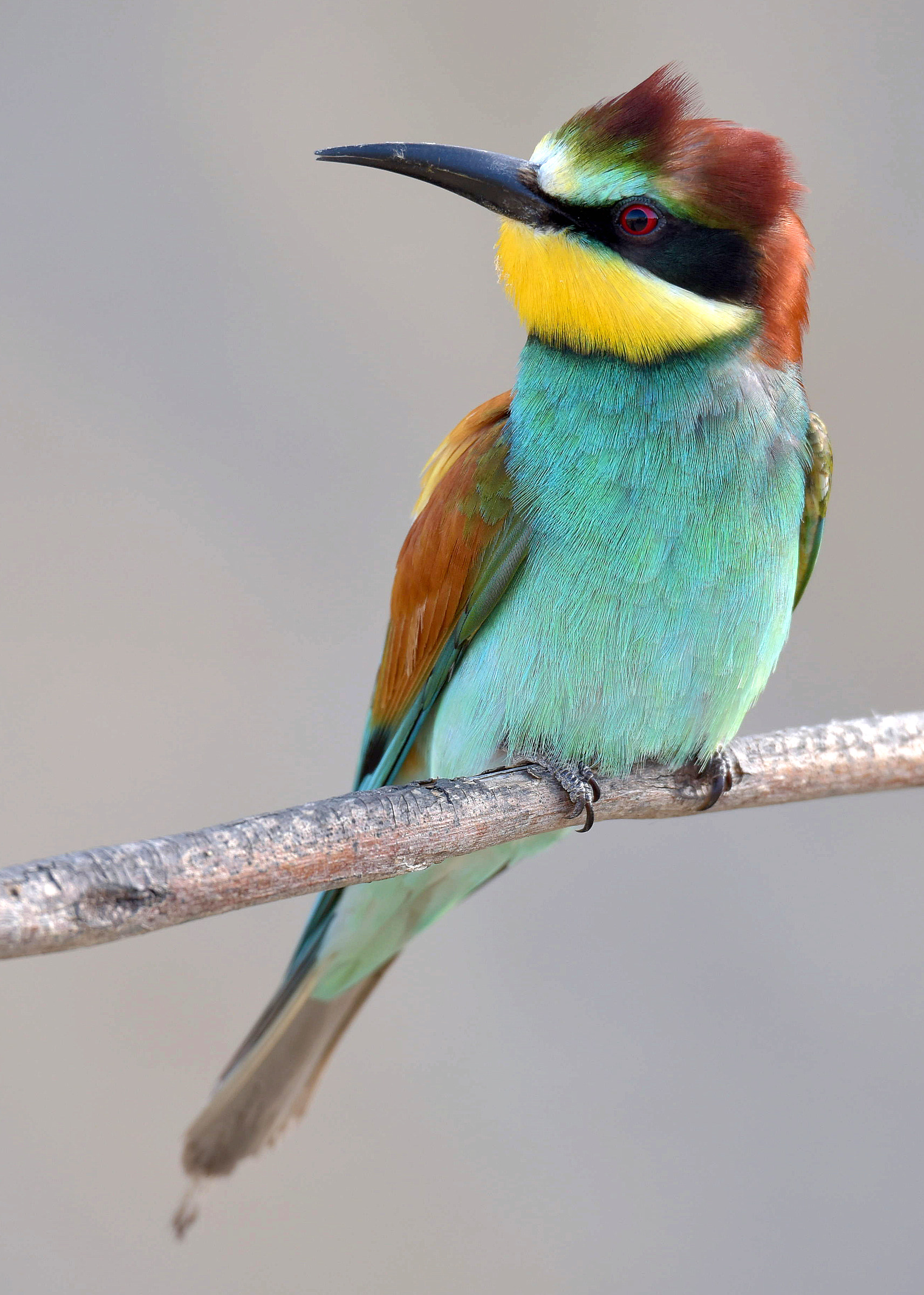 Bee-eater