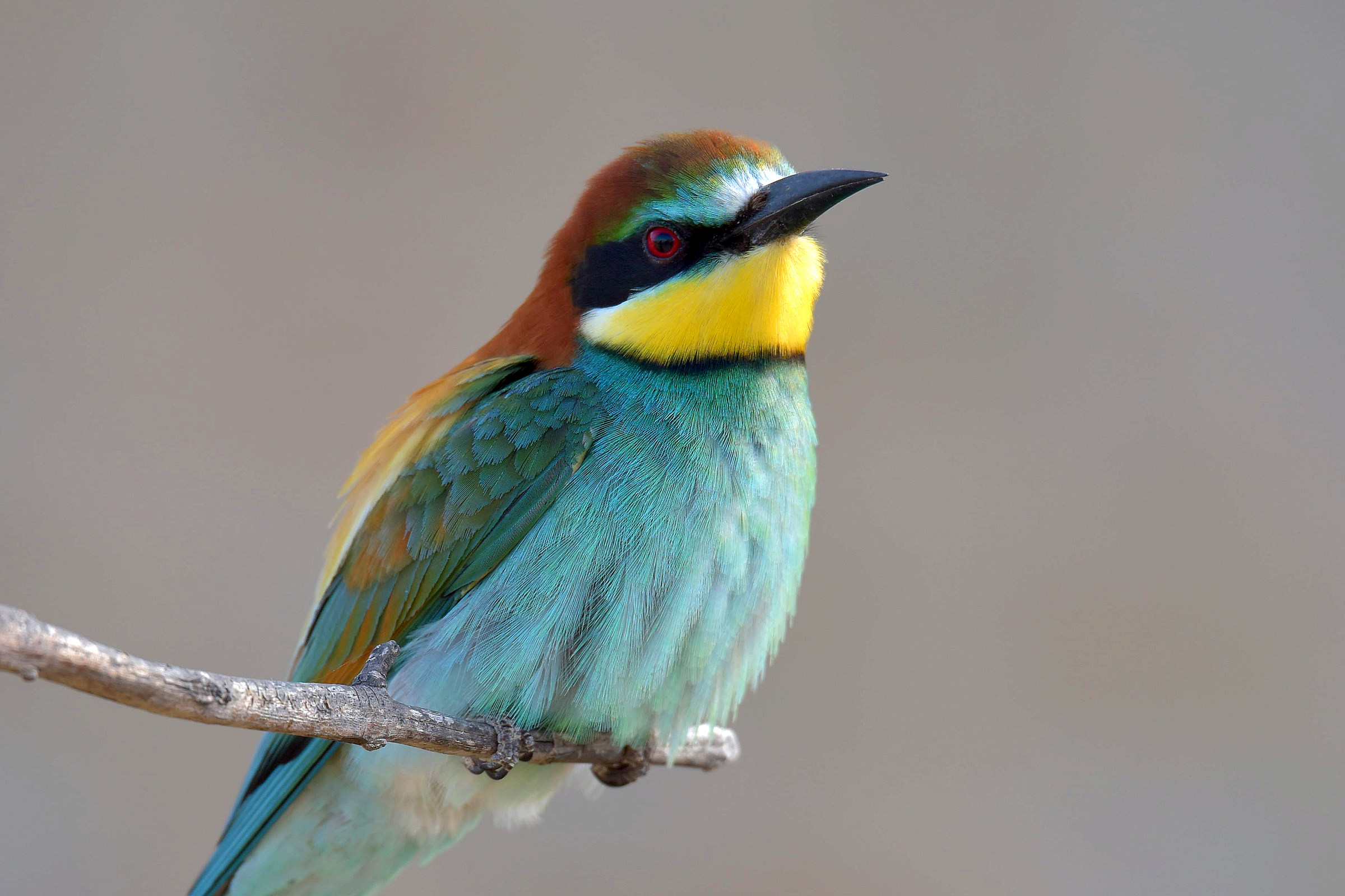 Bee-eater