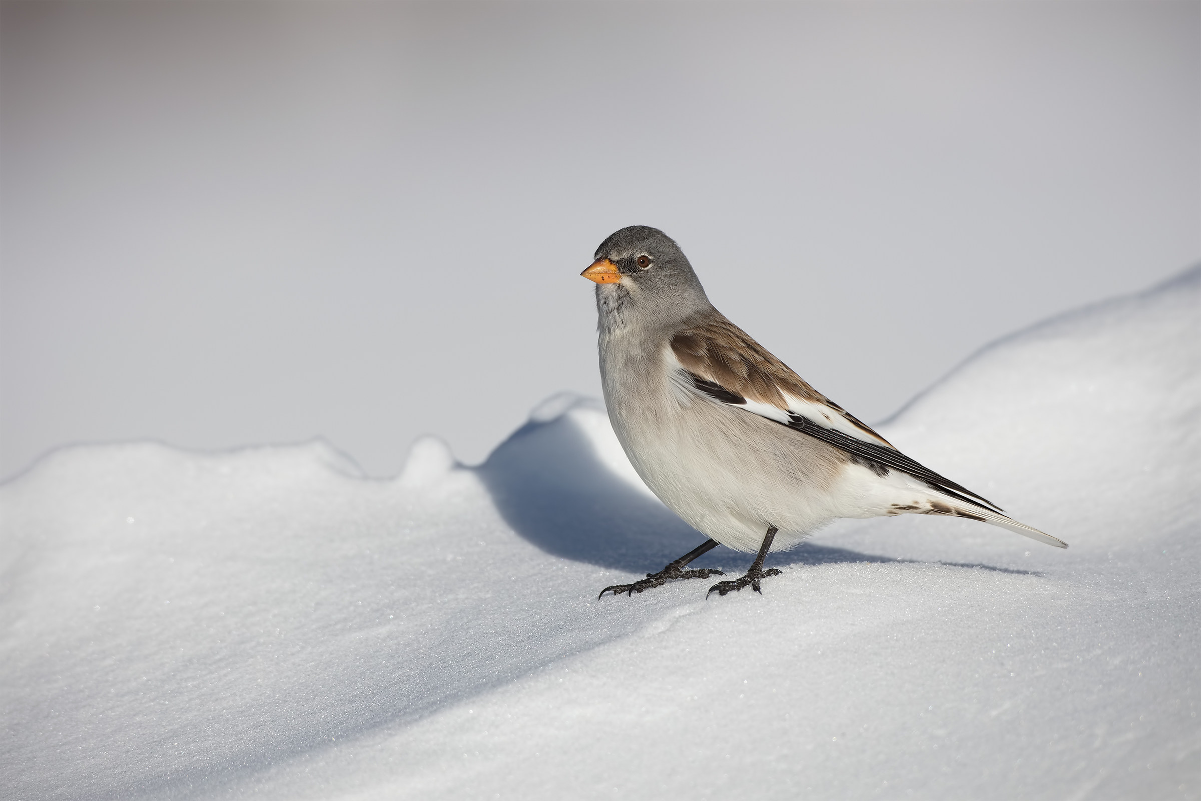 Alpine finguello set