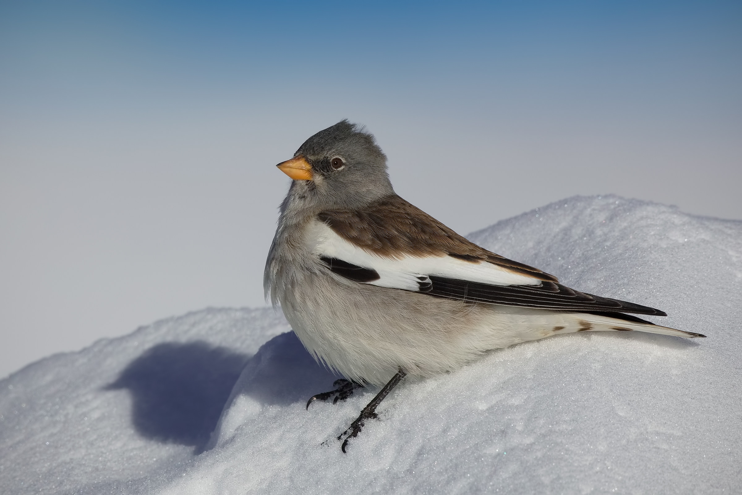 Alpine finguello or Eurasian snowfinch