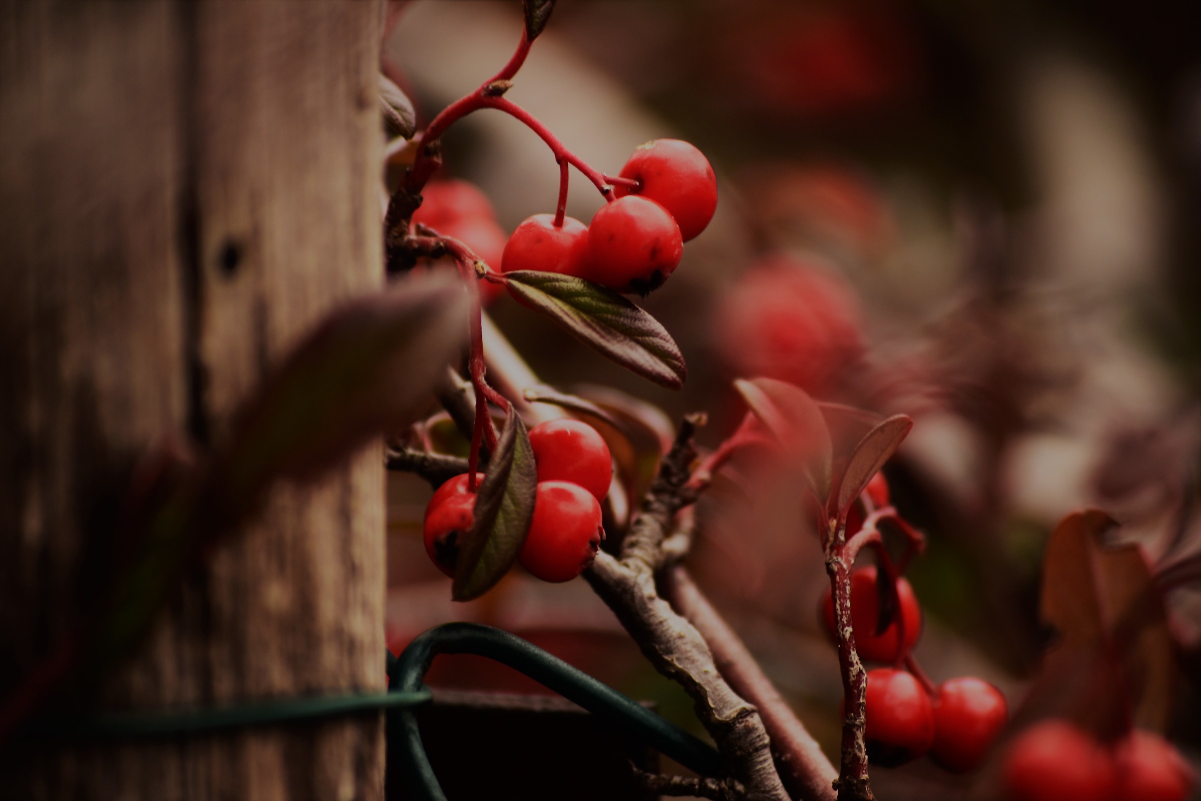 Il peccato orignale...