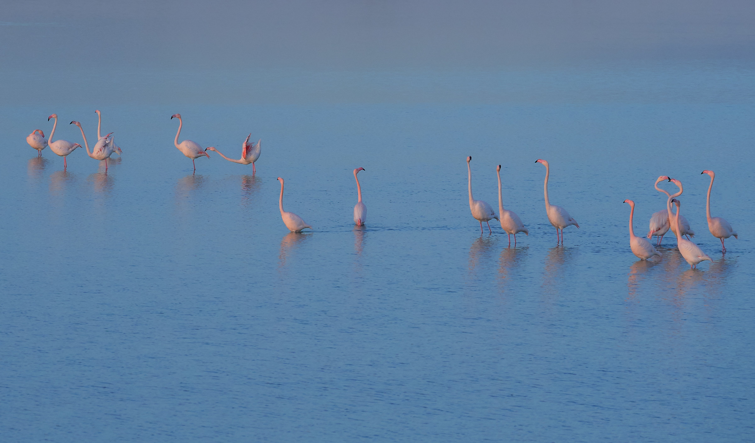 Fenicotteri al tramonto