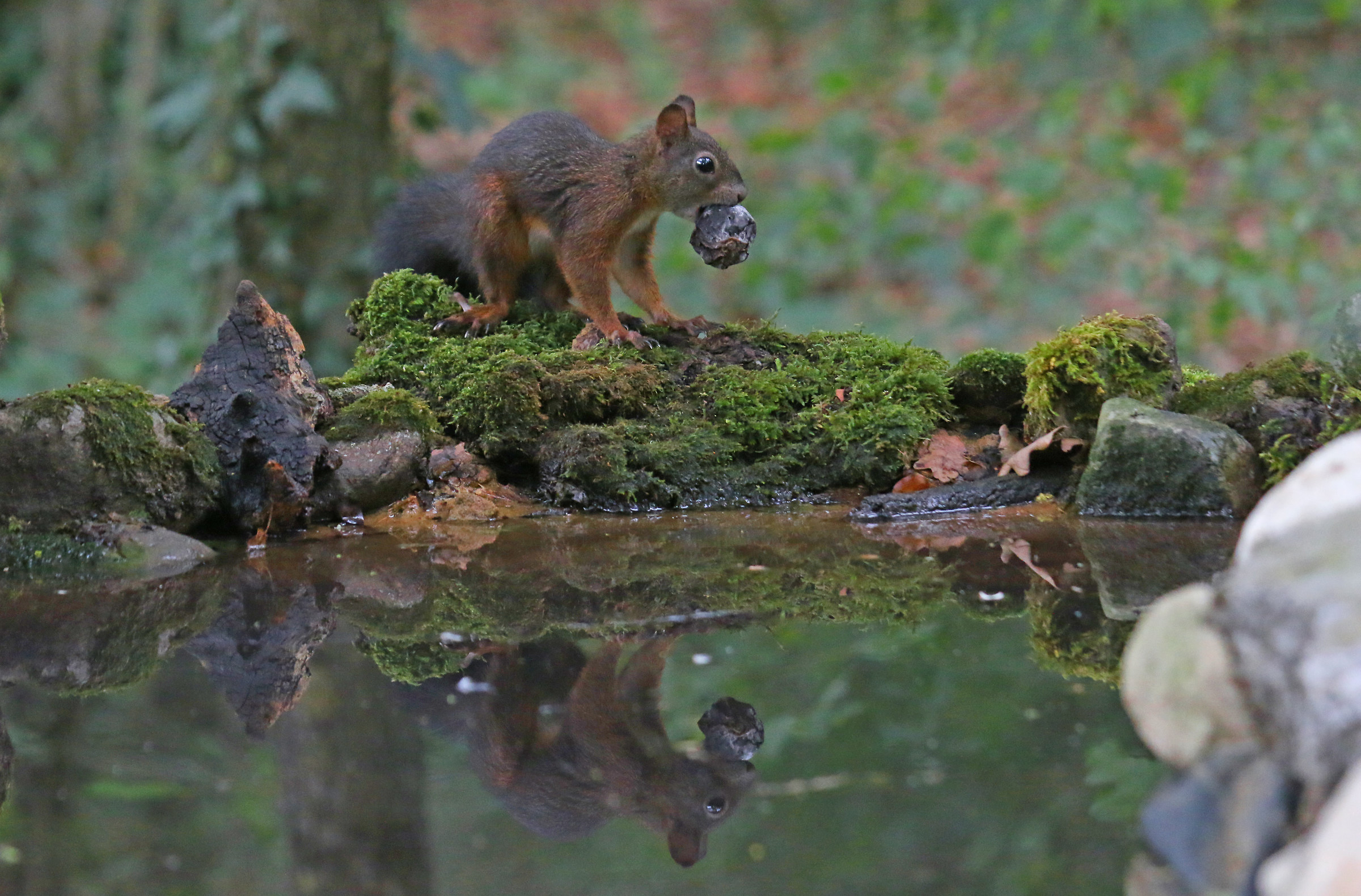 Red Squirrel