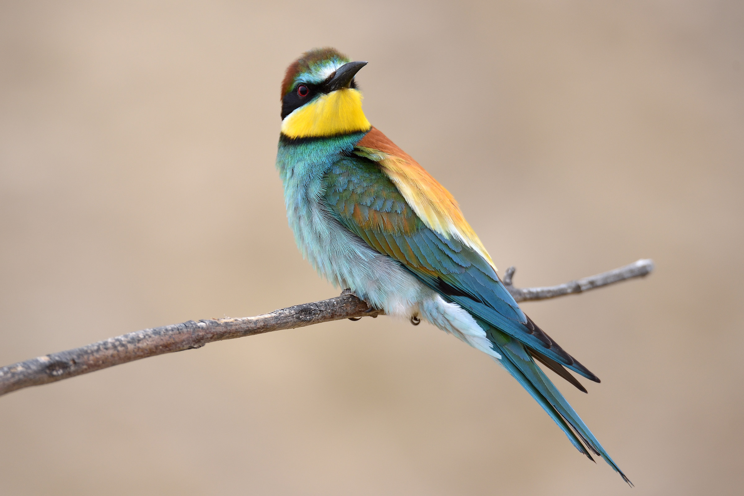 Bee-eater