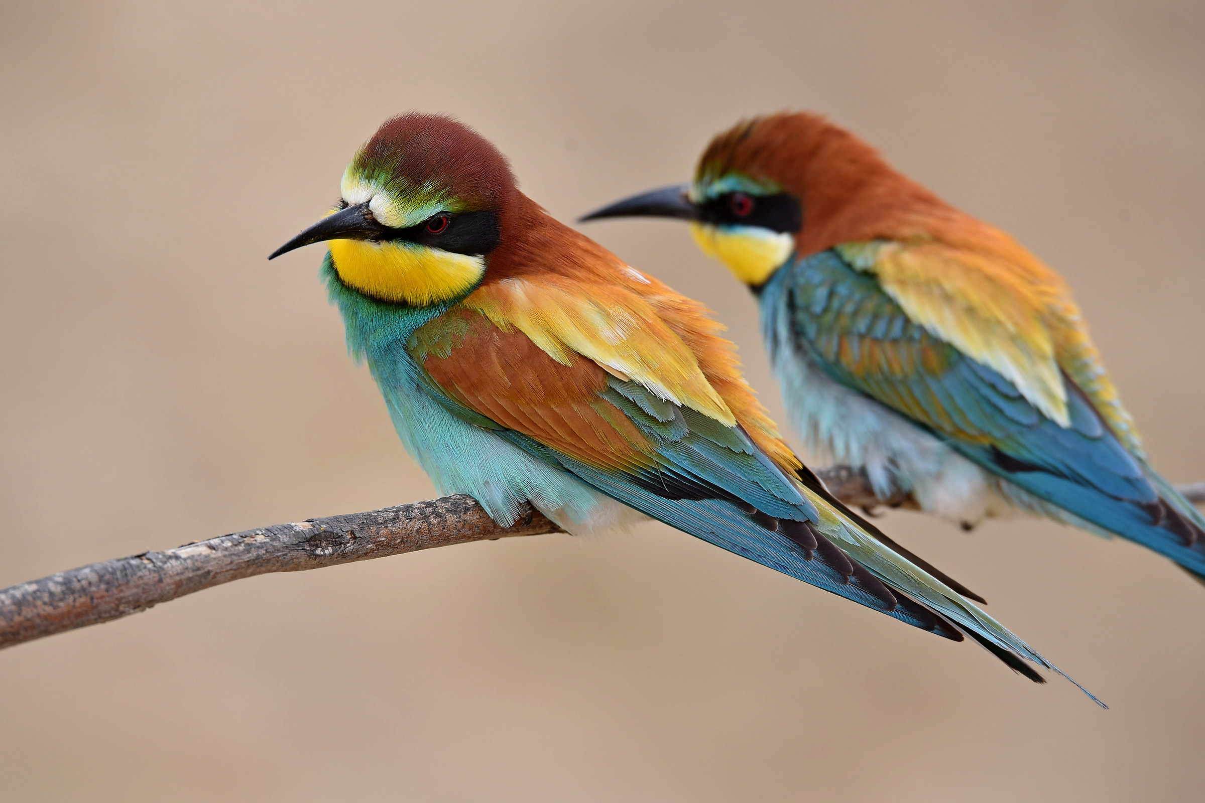 Bee-eater