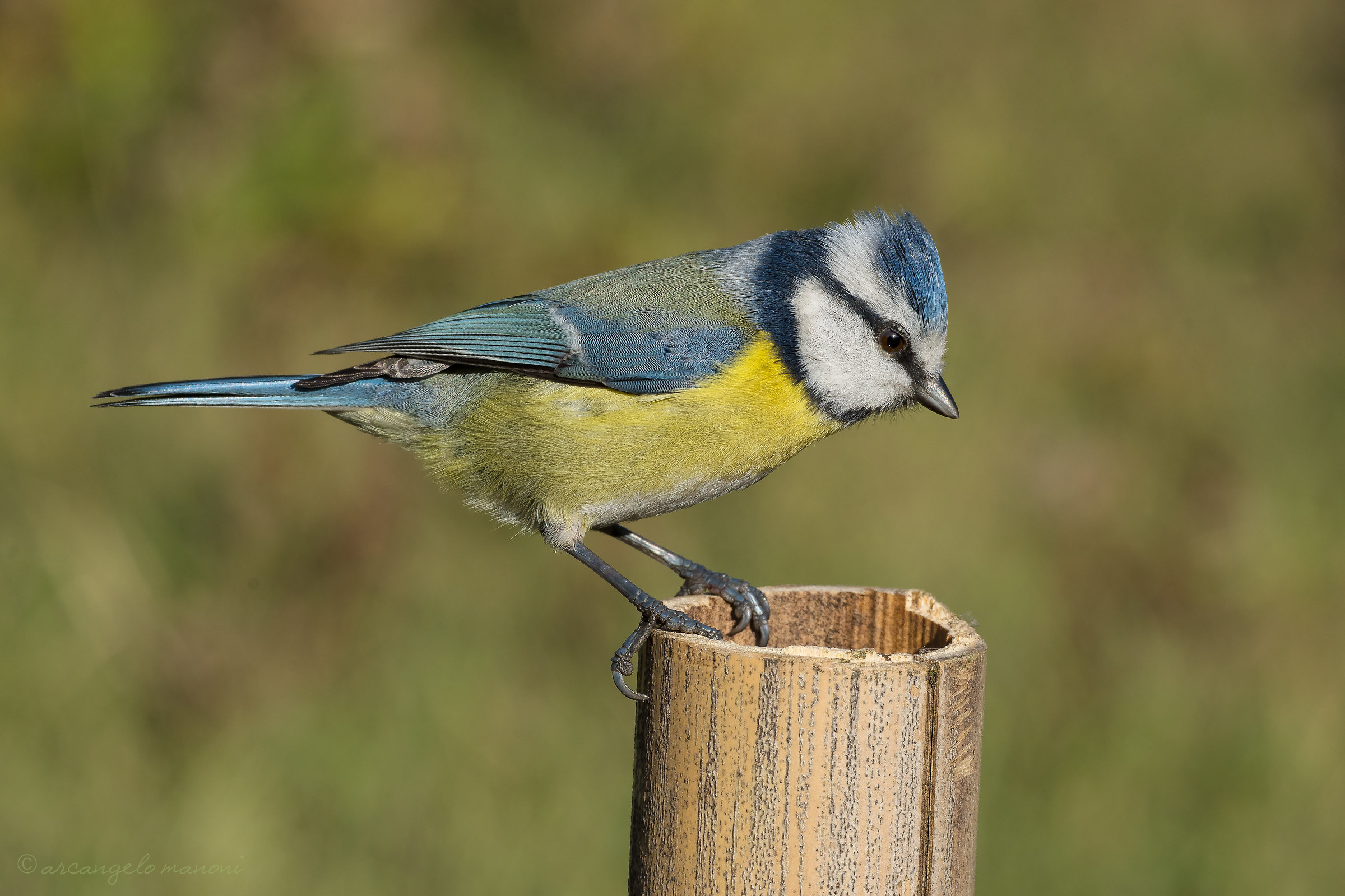 Blue tit looking for food