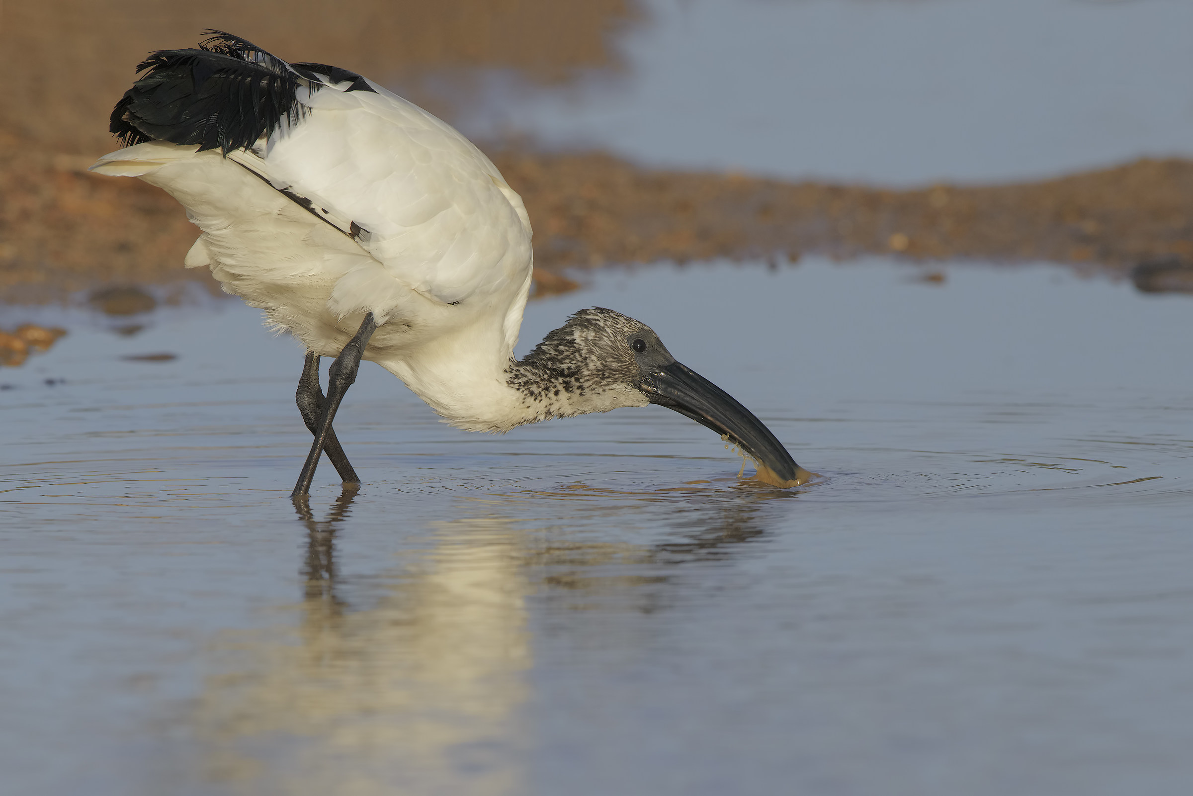 sacred ibis at watering