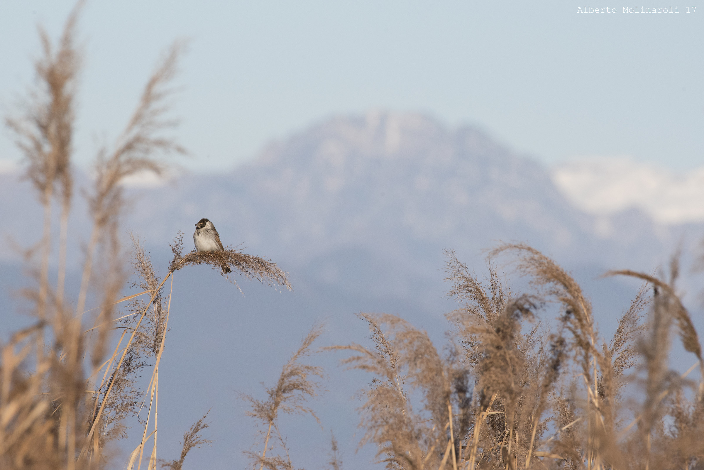 Migliarino sul Lago di Garda (ambientato)