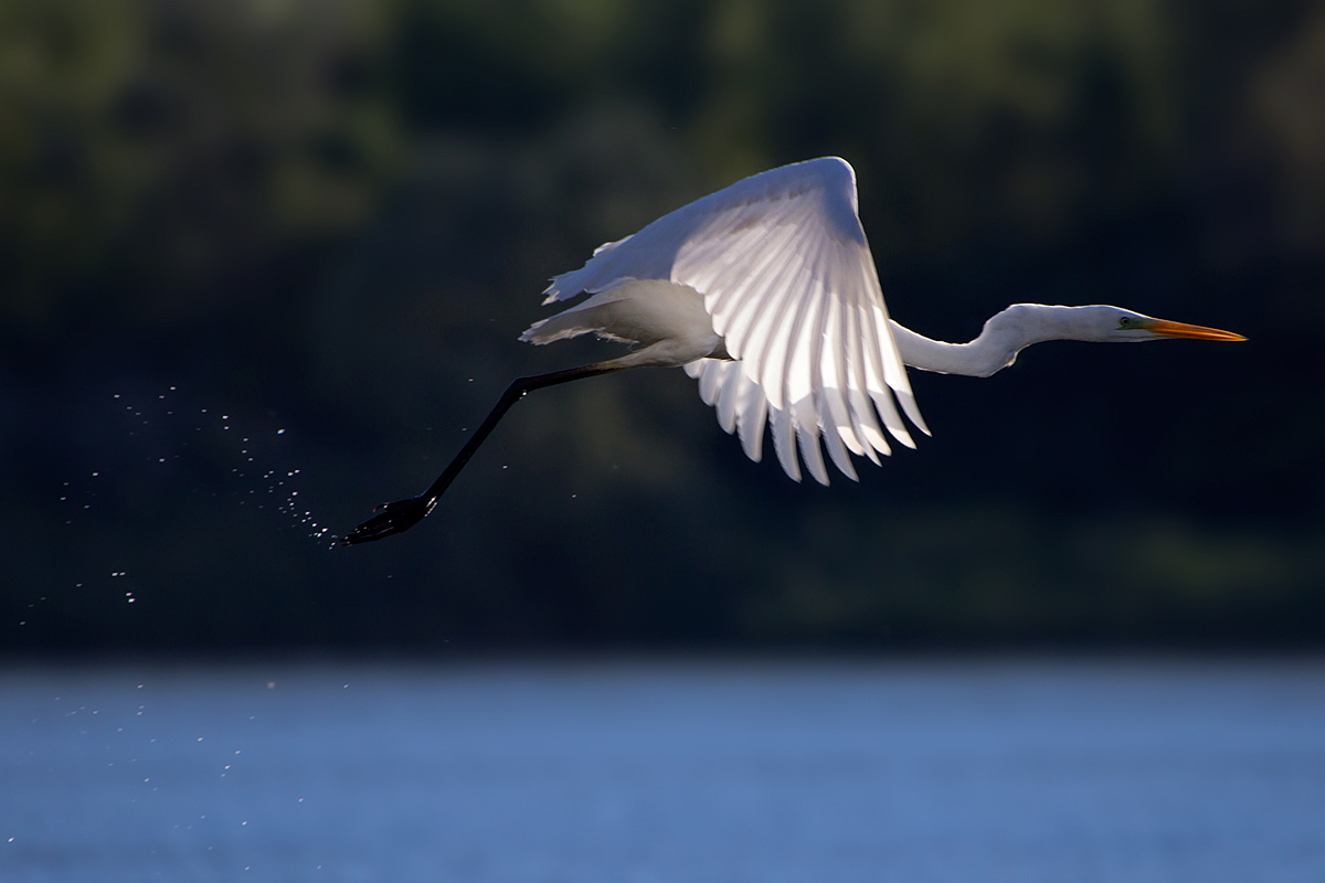 Airone Bianco Maggiore (Ardea Alba)
