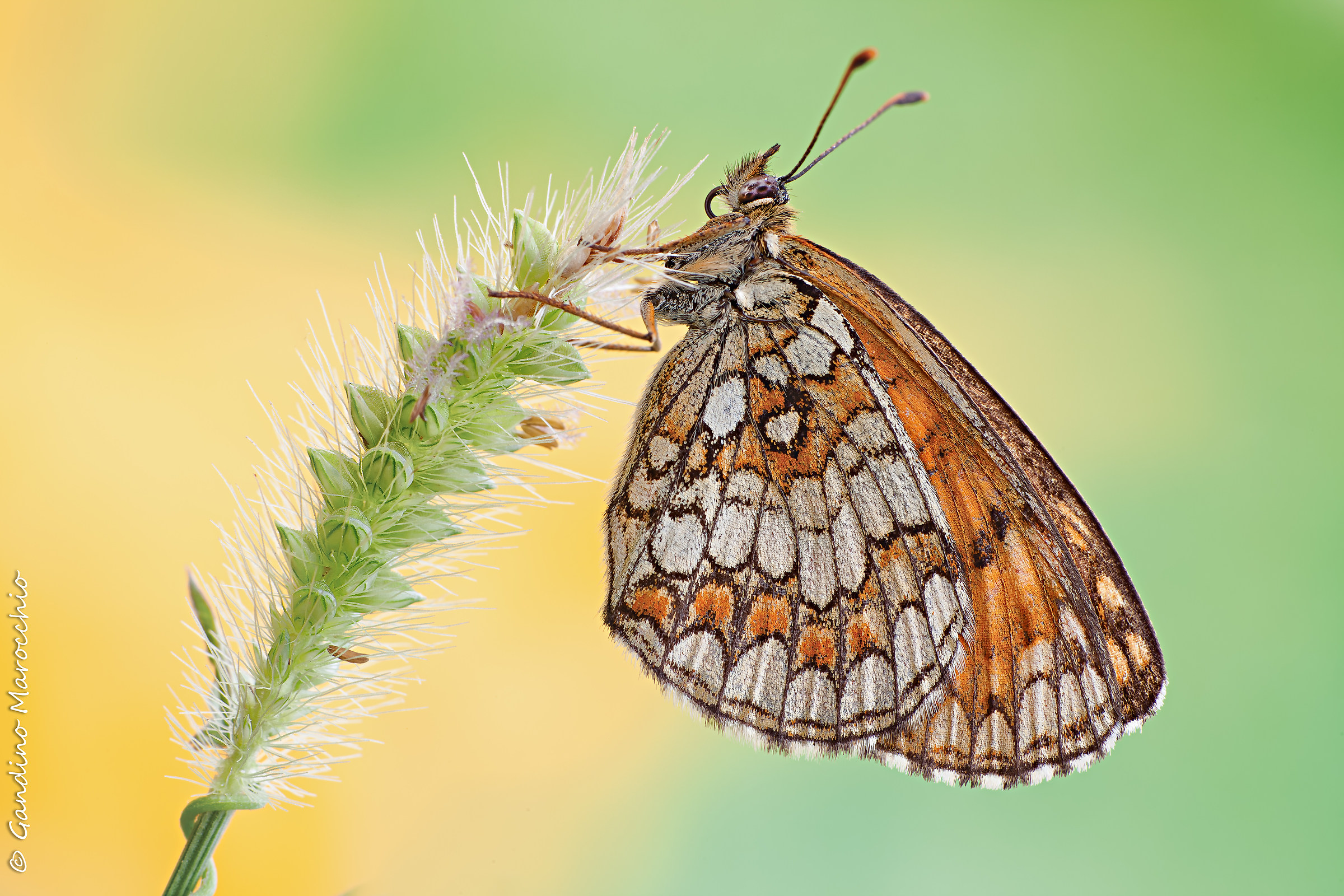 Melitaea varia