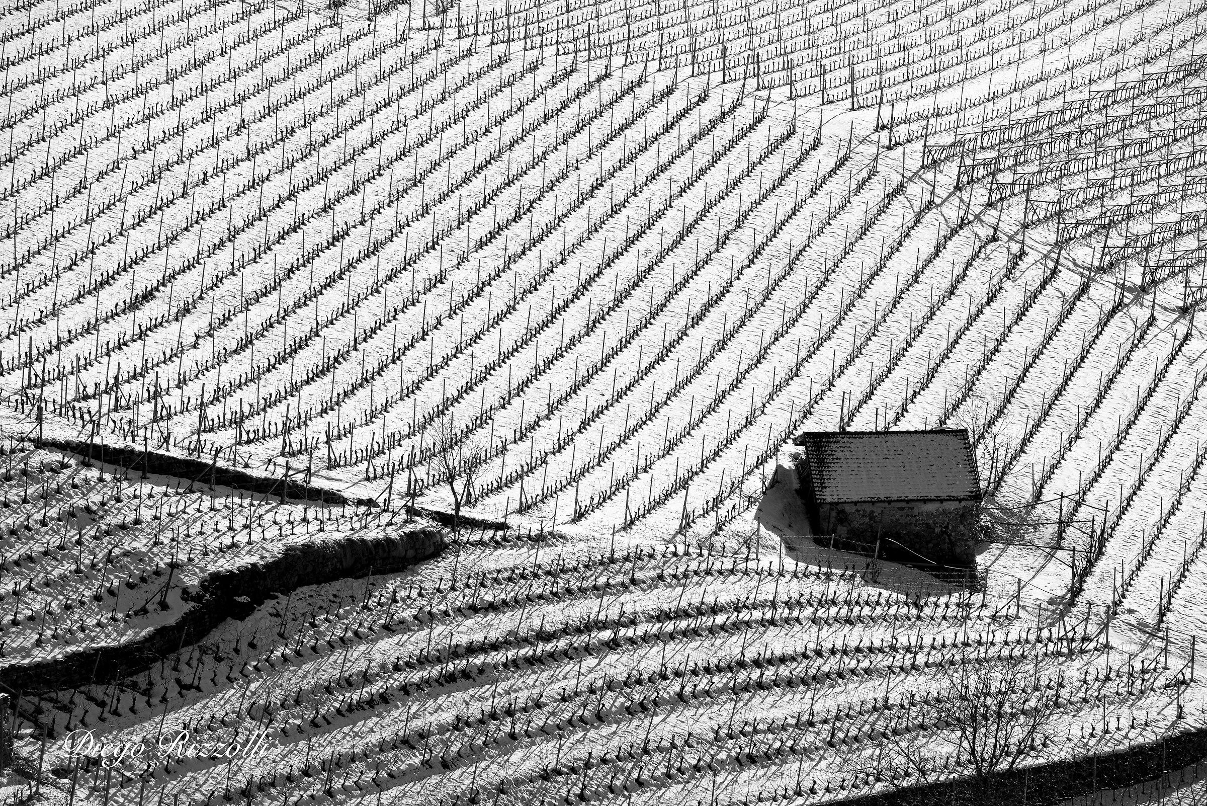 Geometrie di vignetti