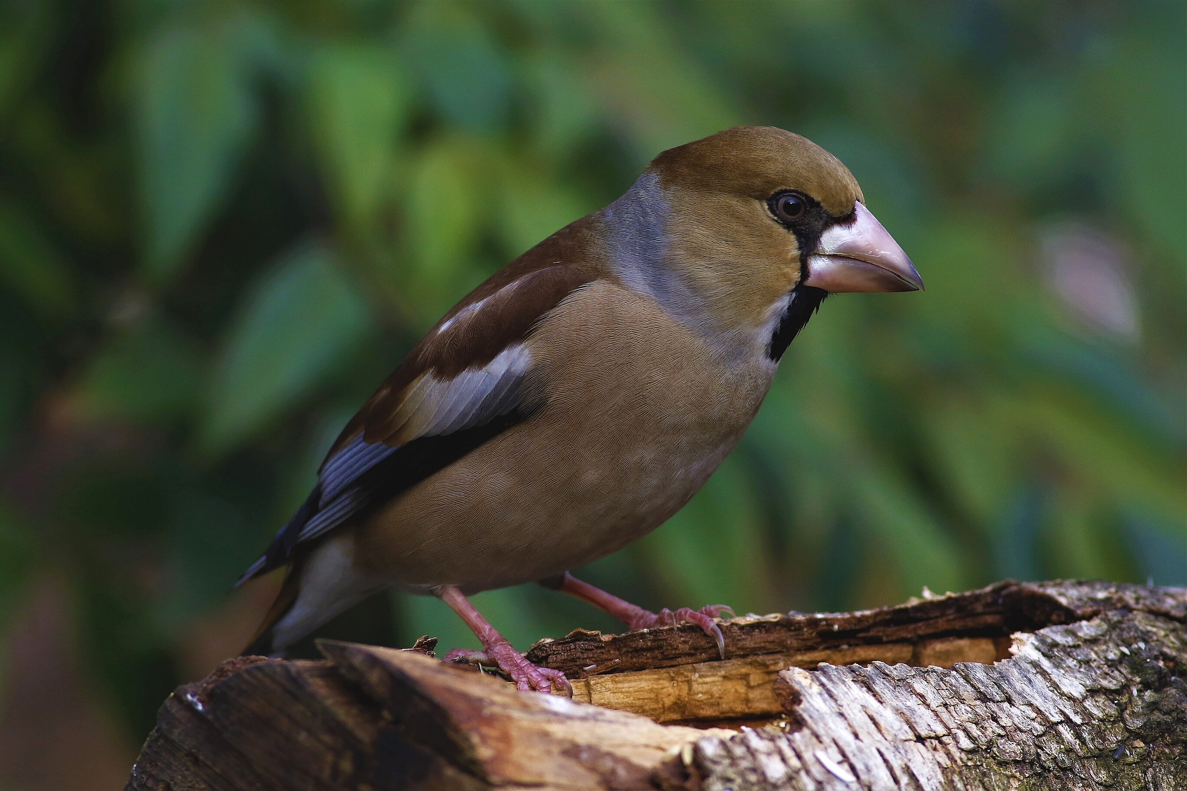 Grosbeak