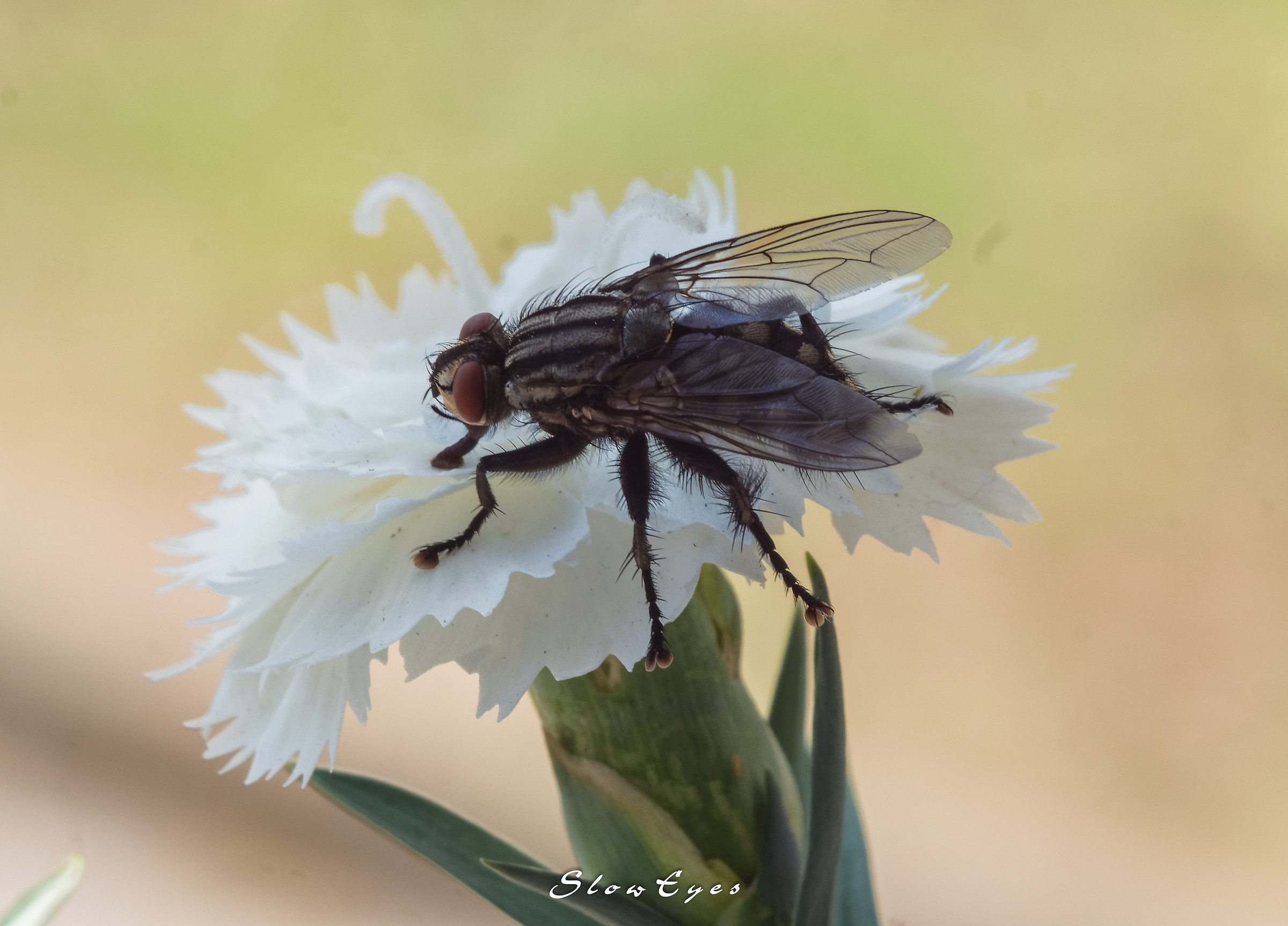 The black and the white