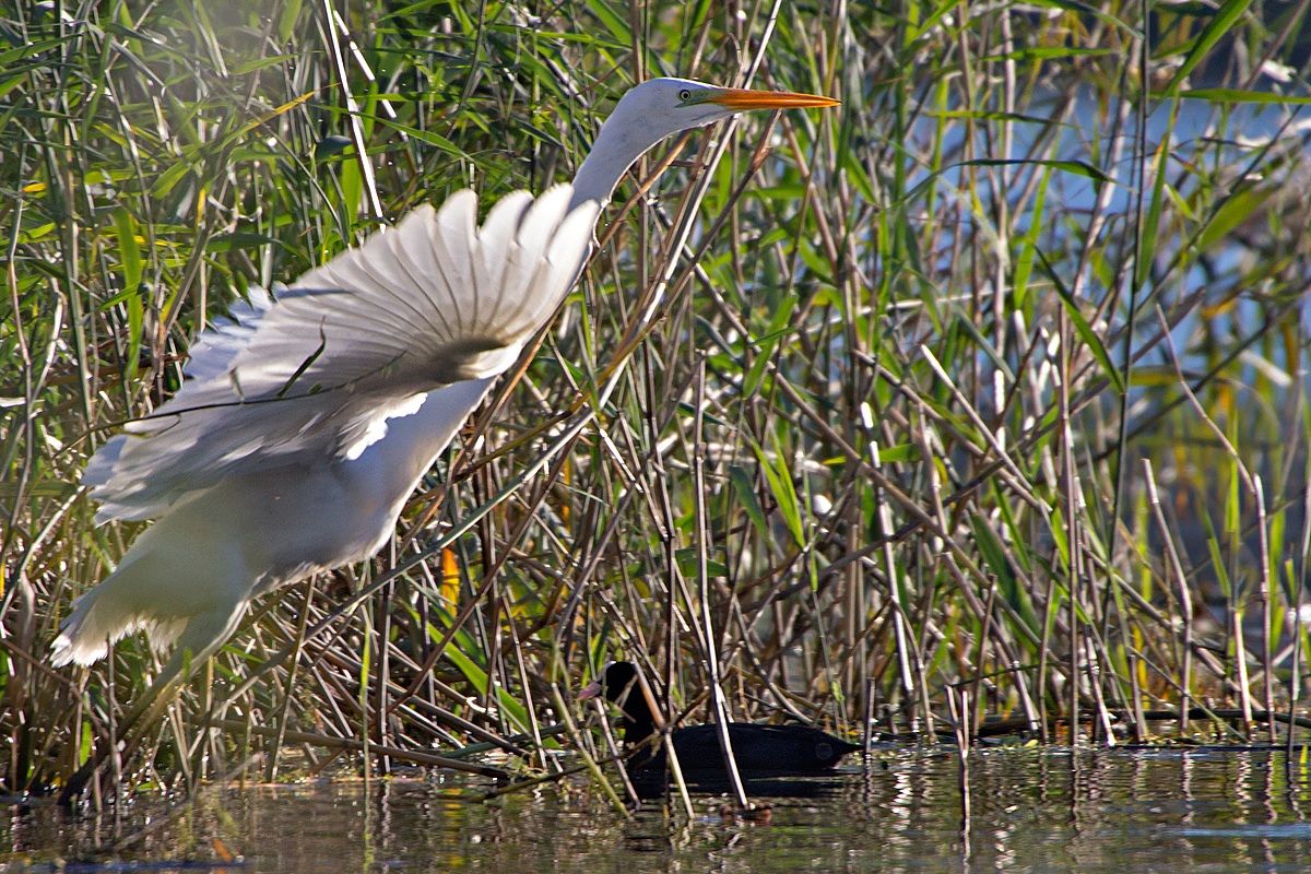 Airone Bianco Maggiore (Ardea Alba)