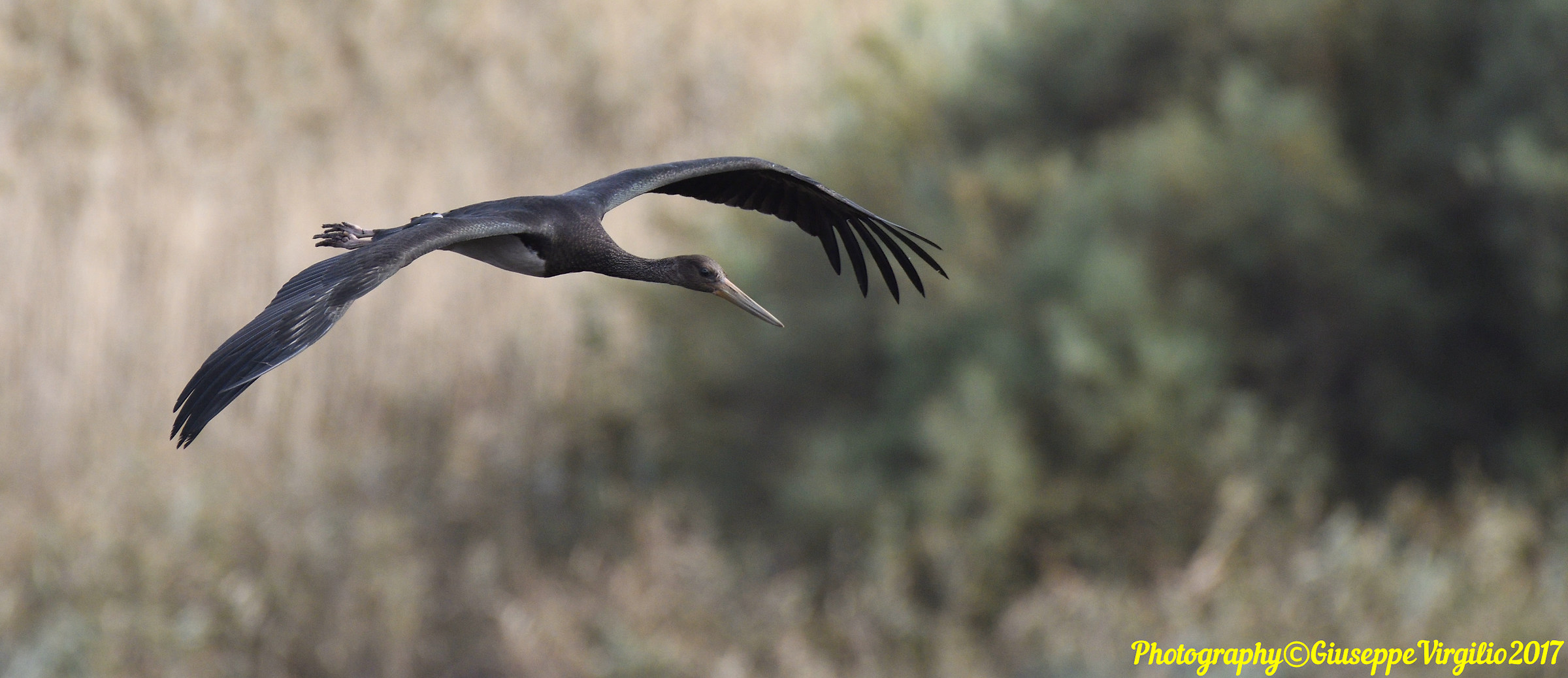 Black Stork (Northern Sardinia) Nov. 2017