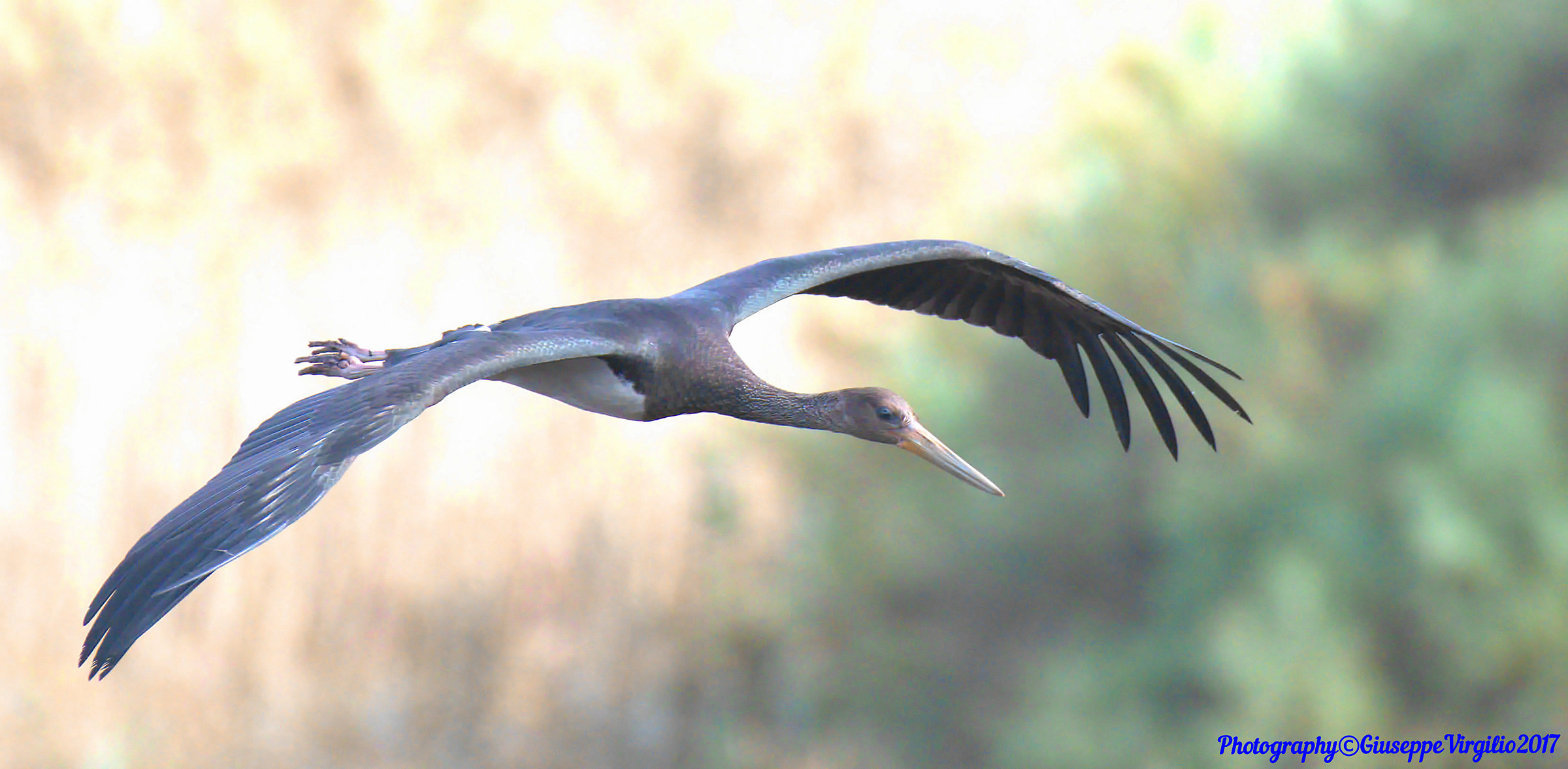 Black Stork (North Sardinia) 2017