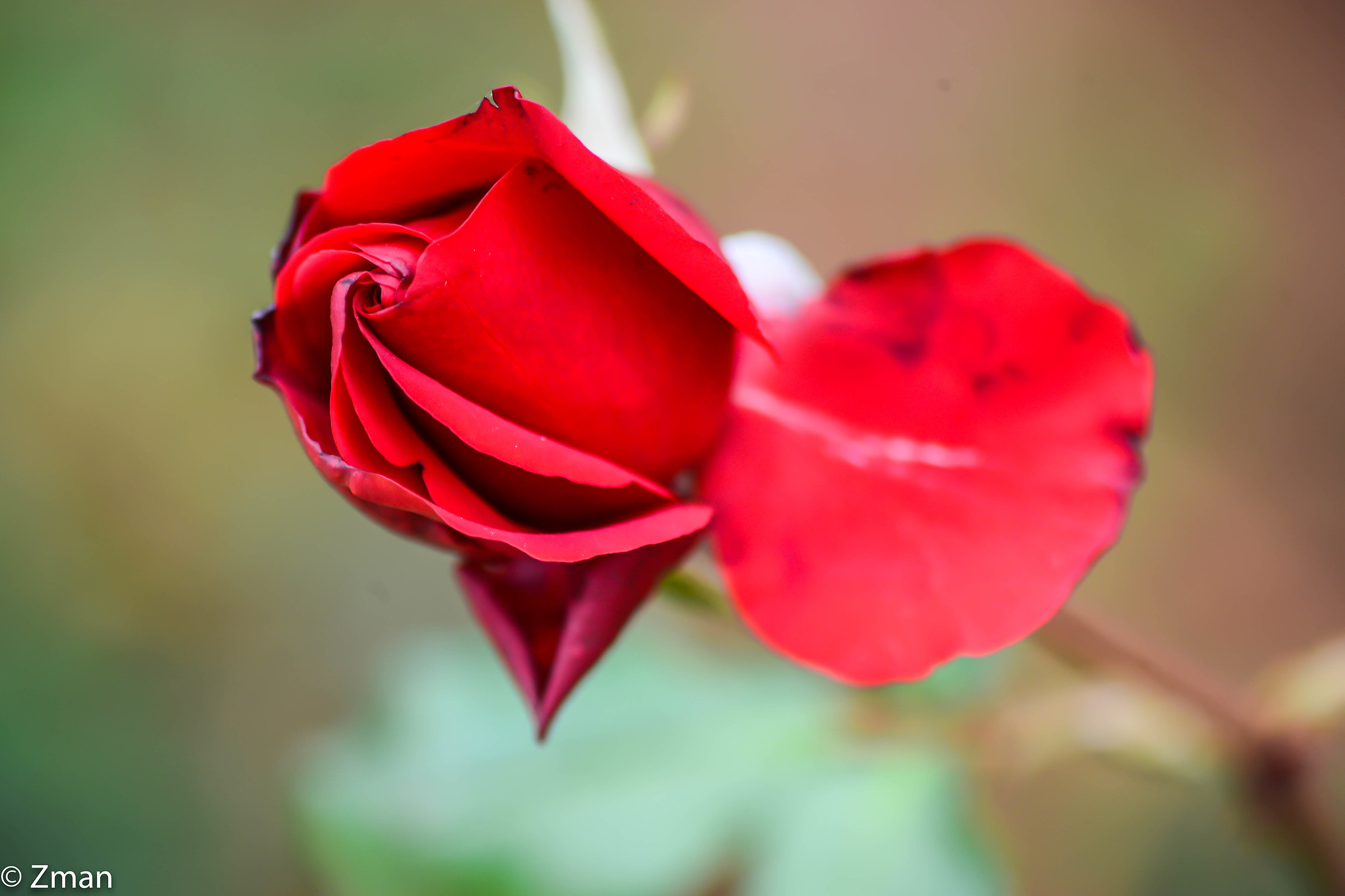 Felice anno nuovo ai miei amici ea tutti i Juza