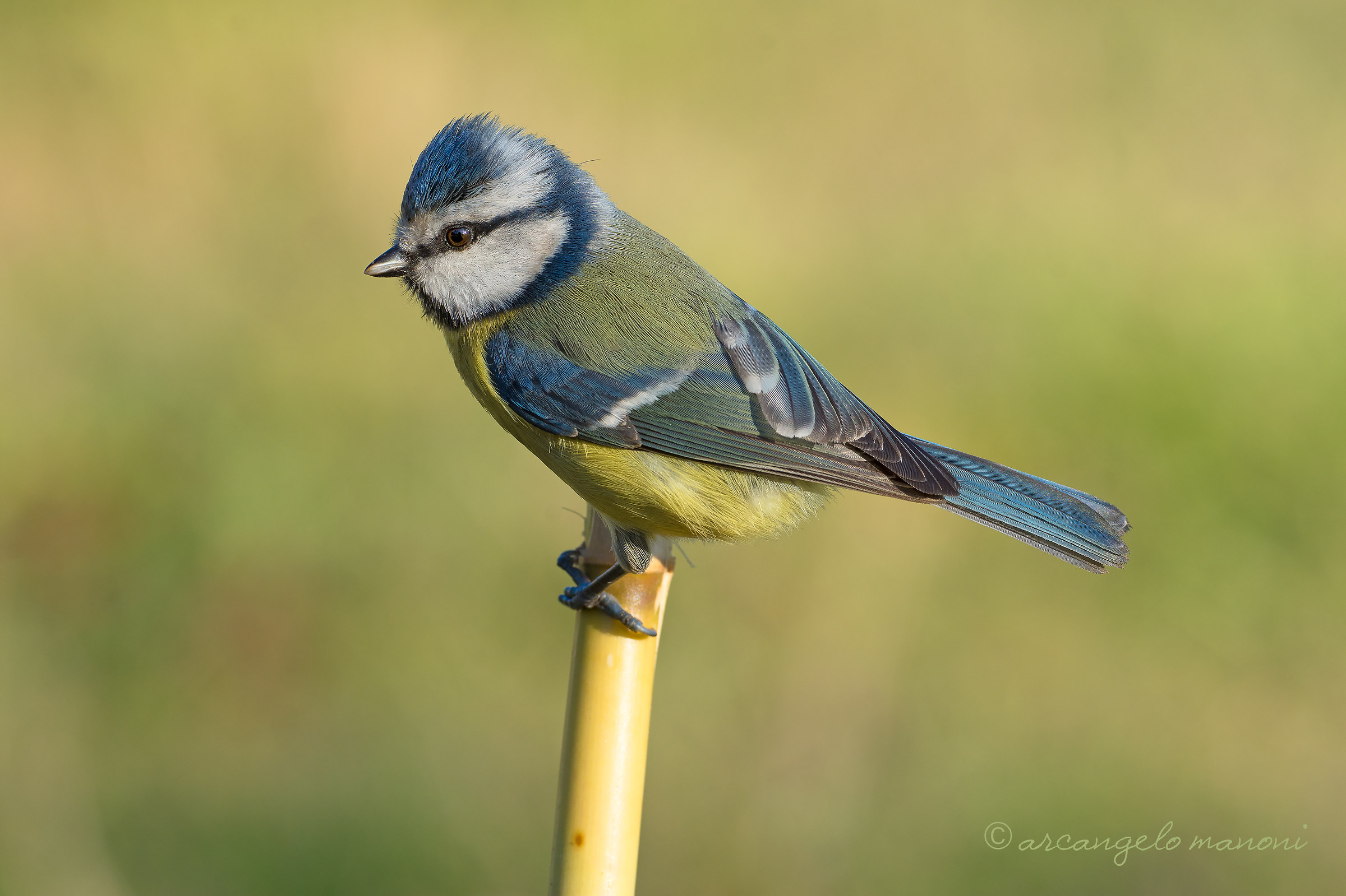 Blue tit on cinnamon
