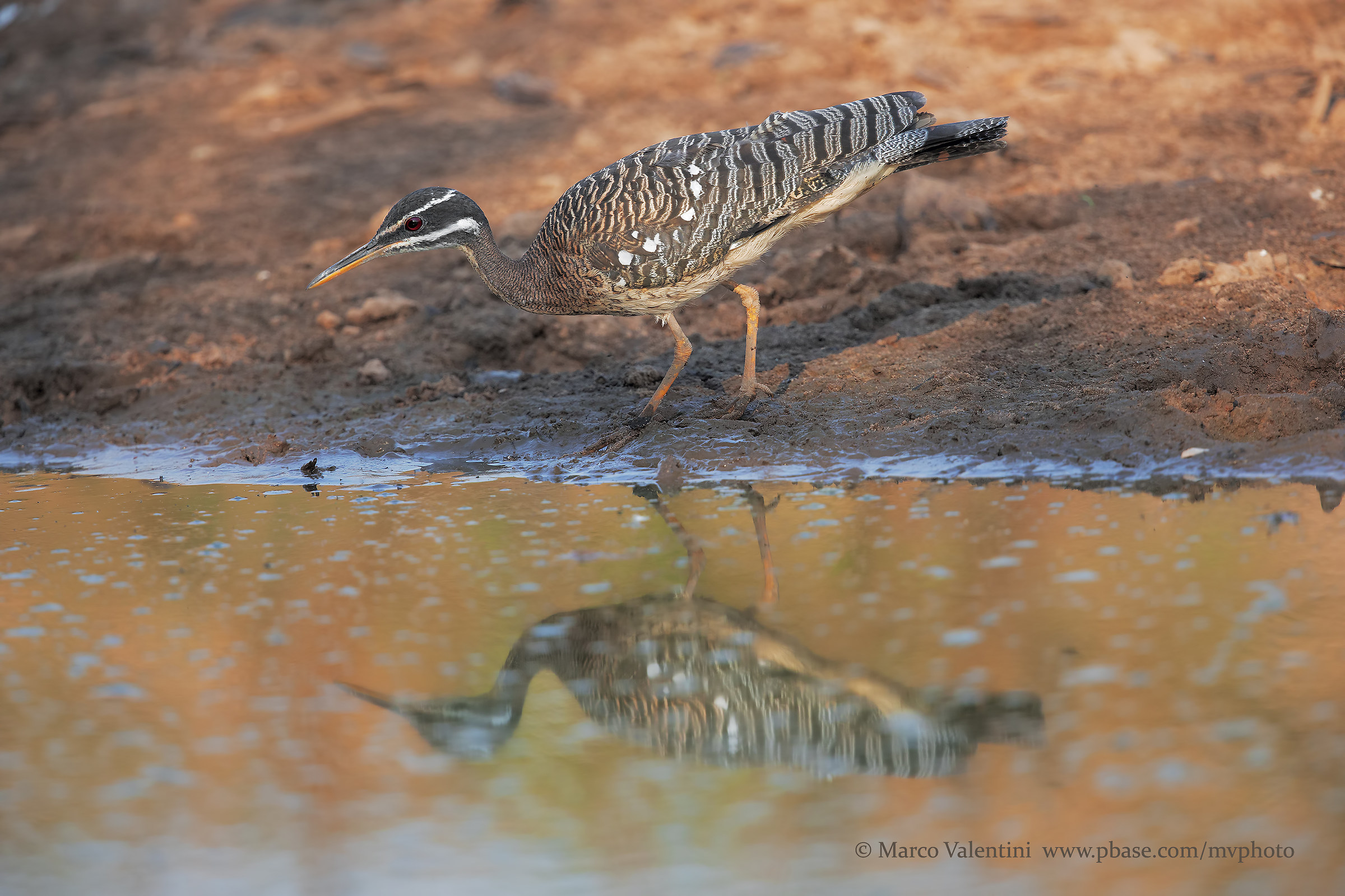 A reflection of the sun