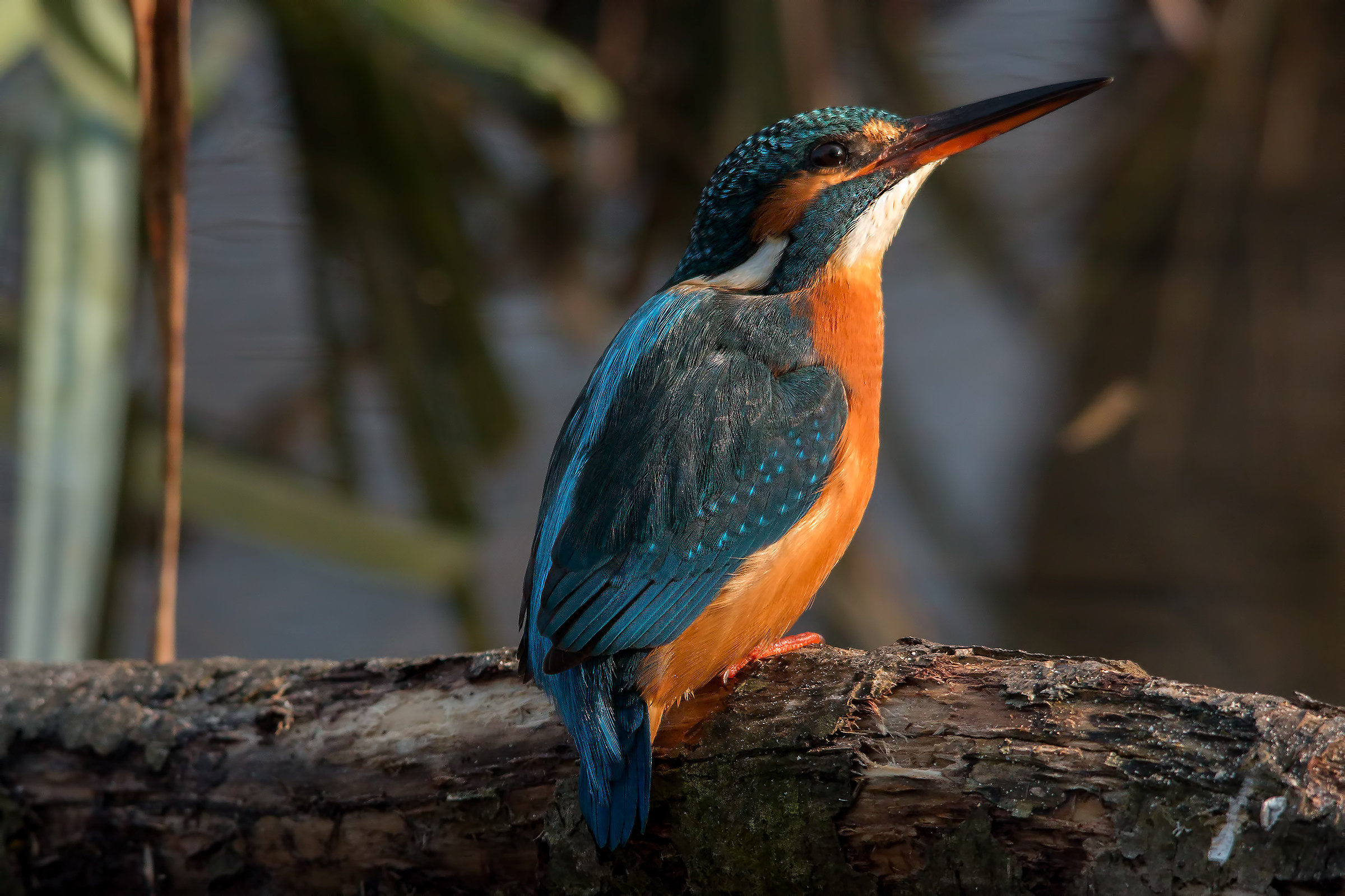 La tintarella del Martino