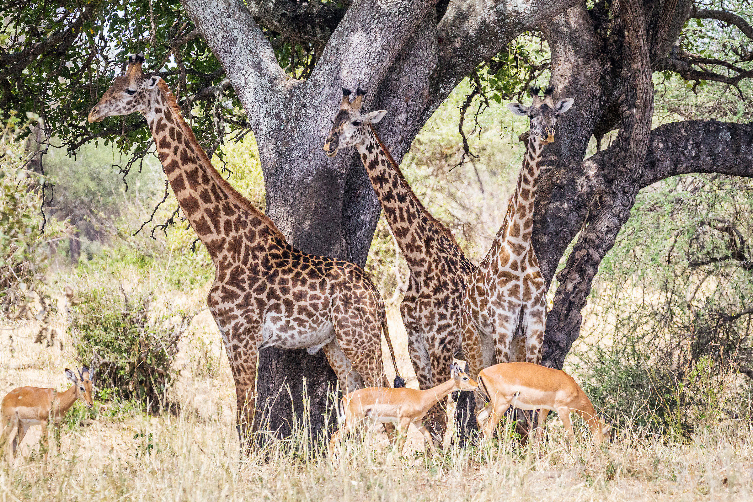 Tarangire National Park