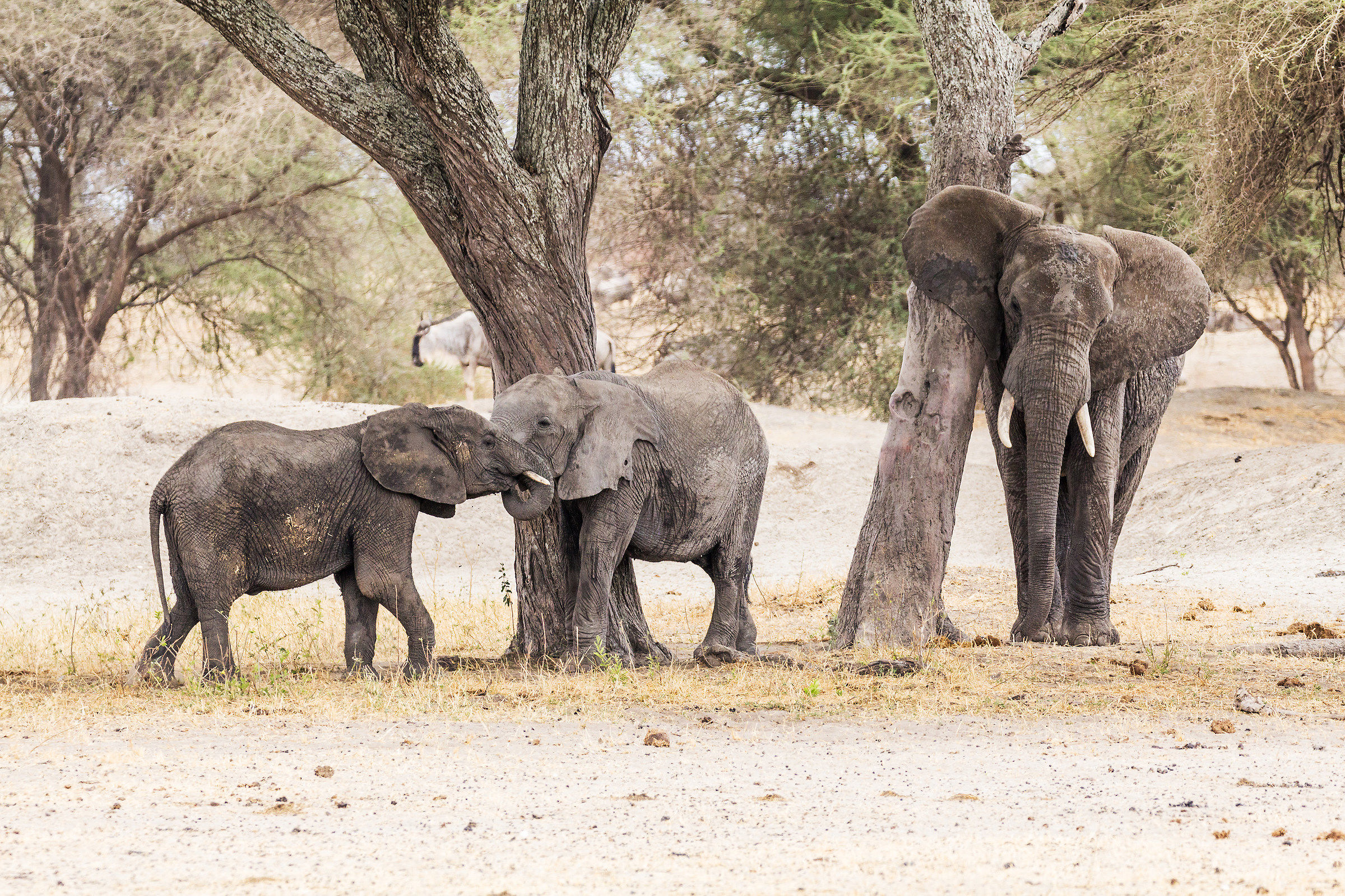 Tarangire National Park