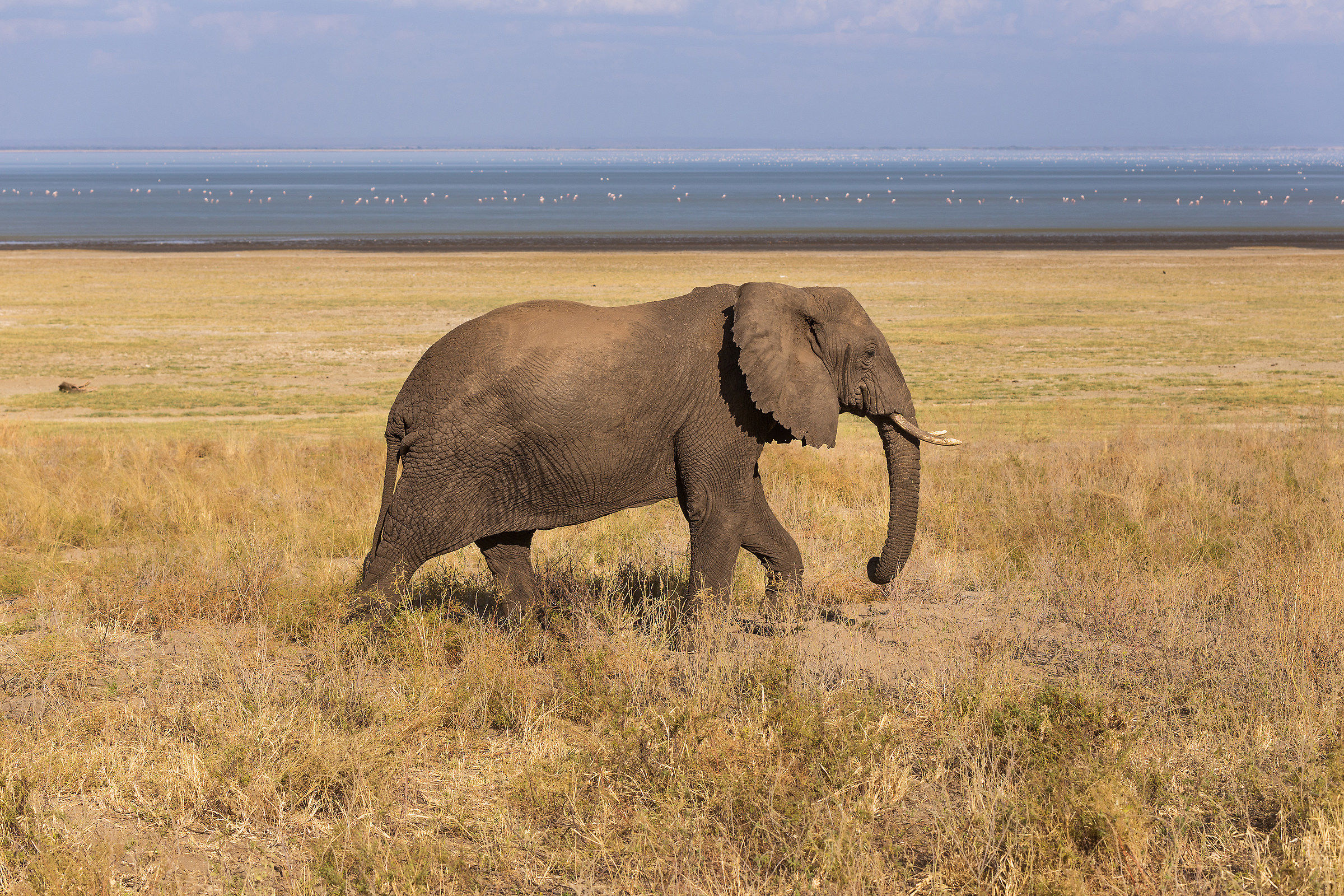 Elefante sulla riva del lago Manyara