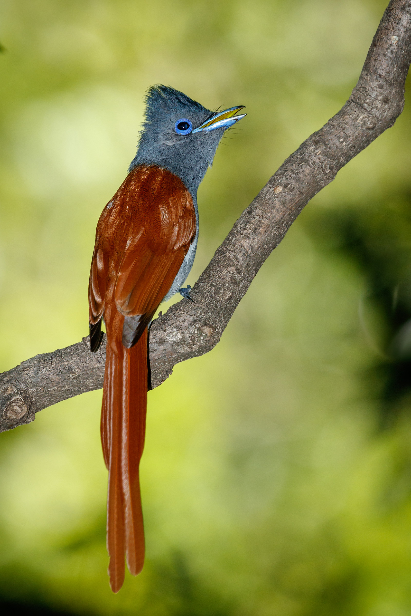 African Paradise-Flycatcher