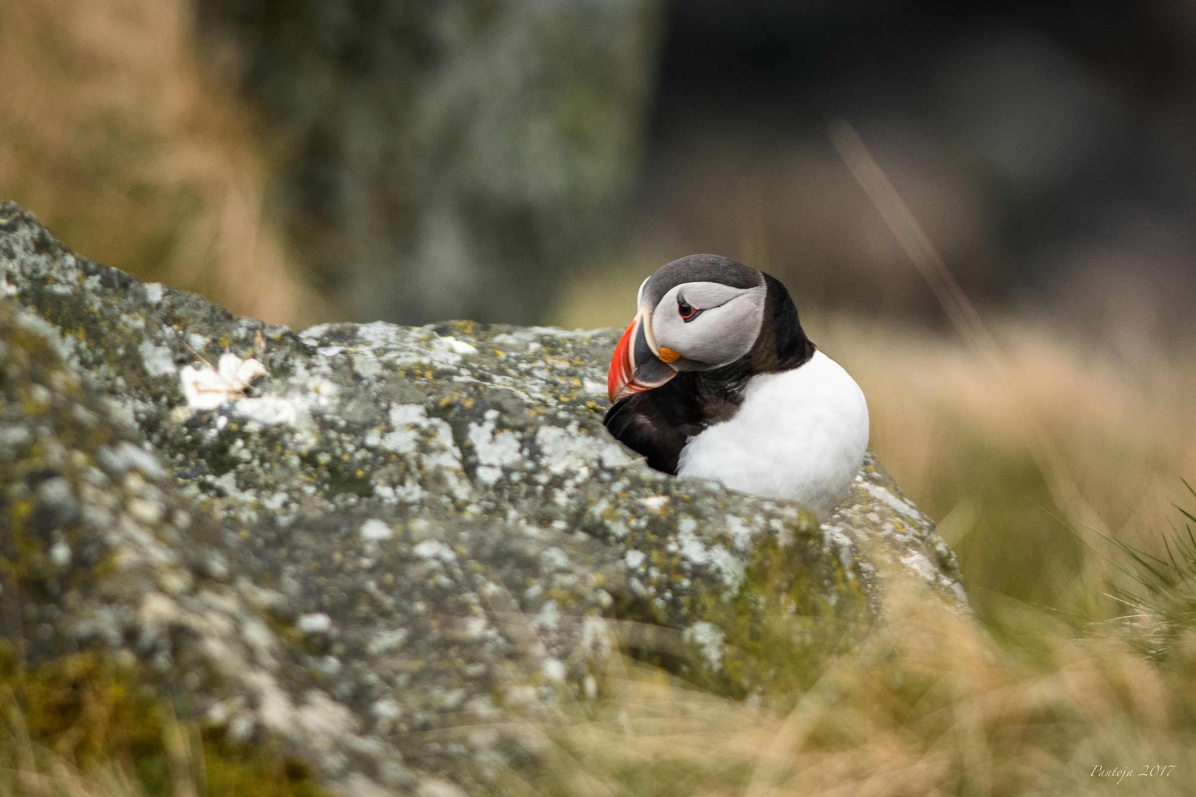 Atlantic puffin
