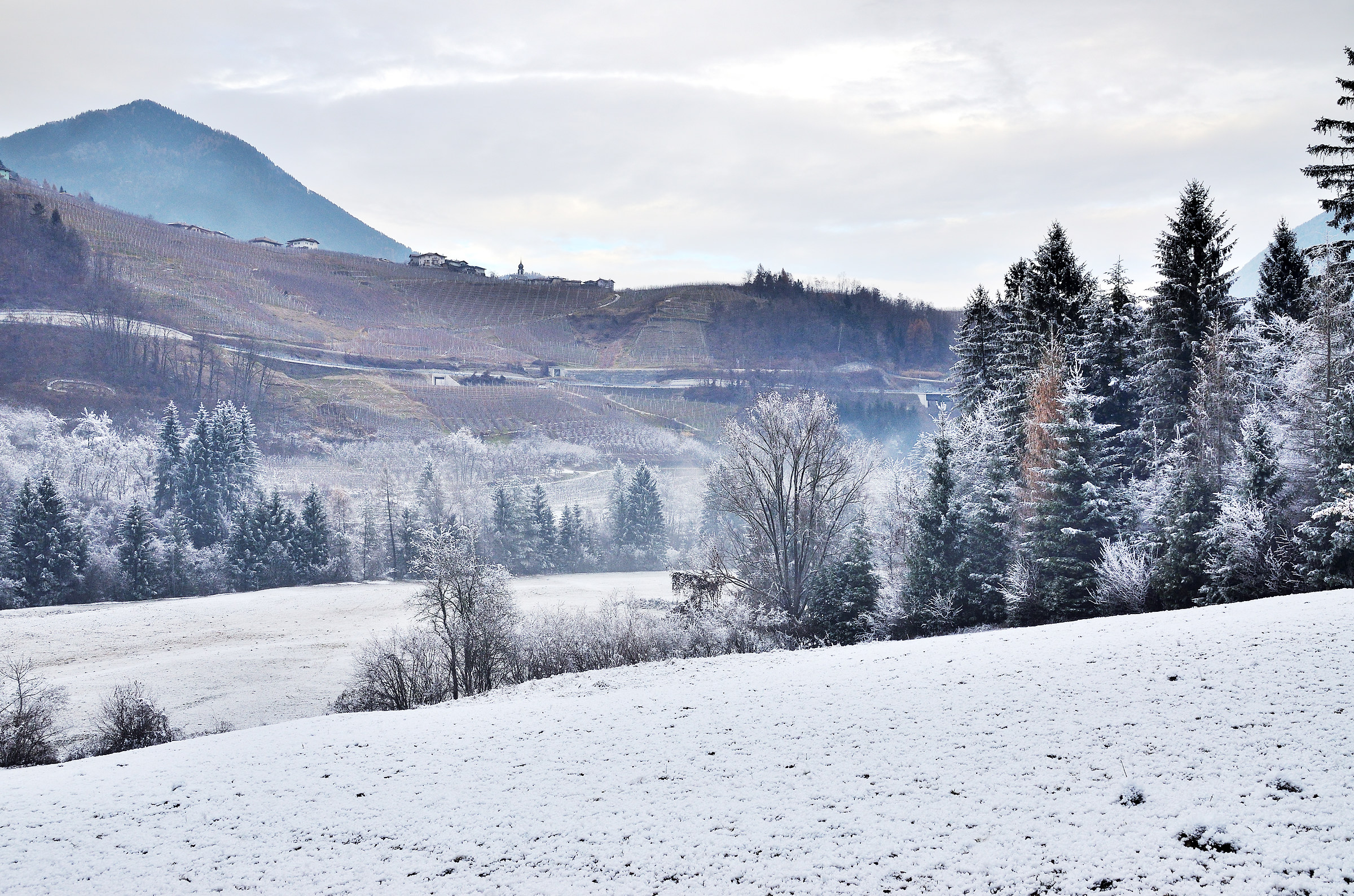 Inverno senza neve - Brina