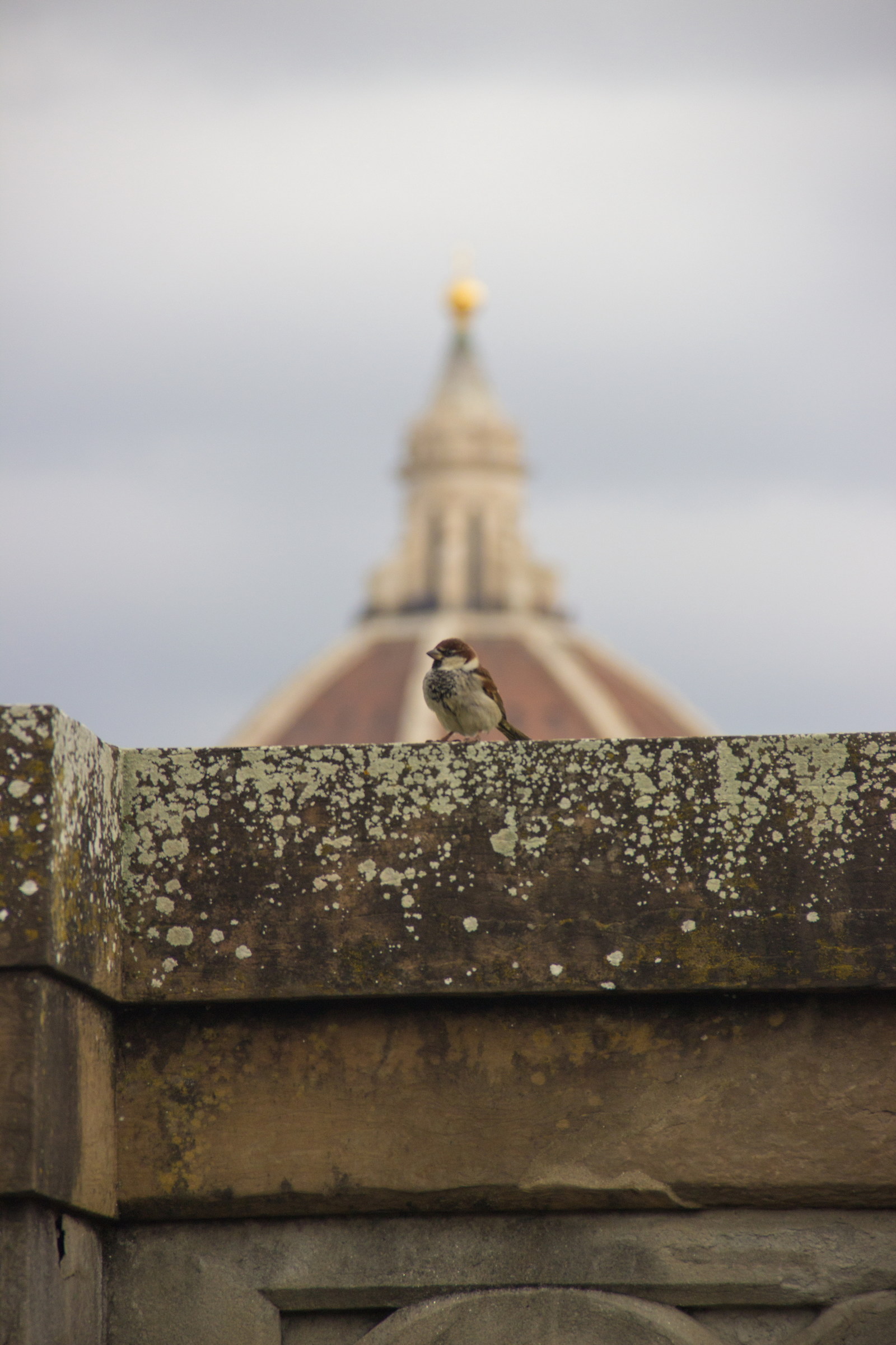 Un passero a Firenze