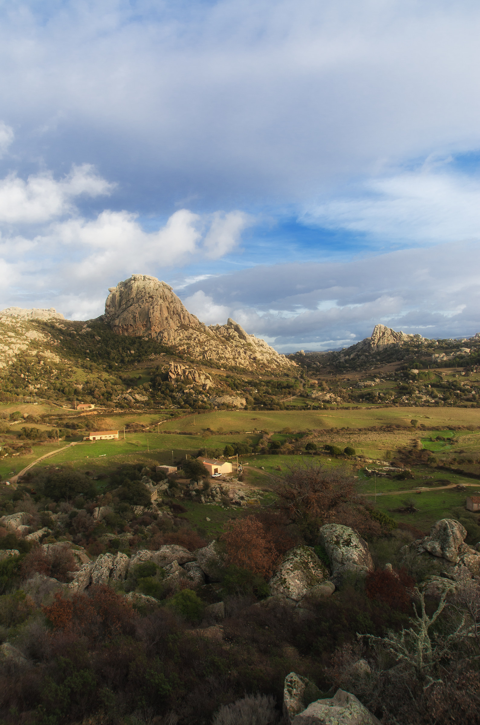 Monti pulchiana "Sardinia"