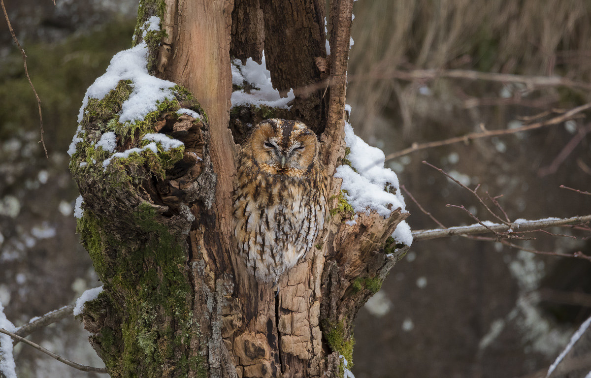 Allocco winter version