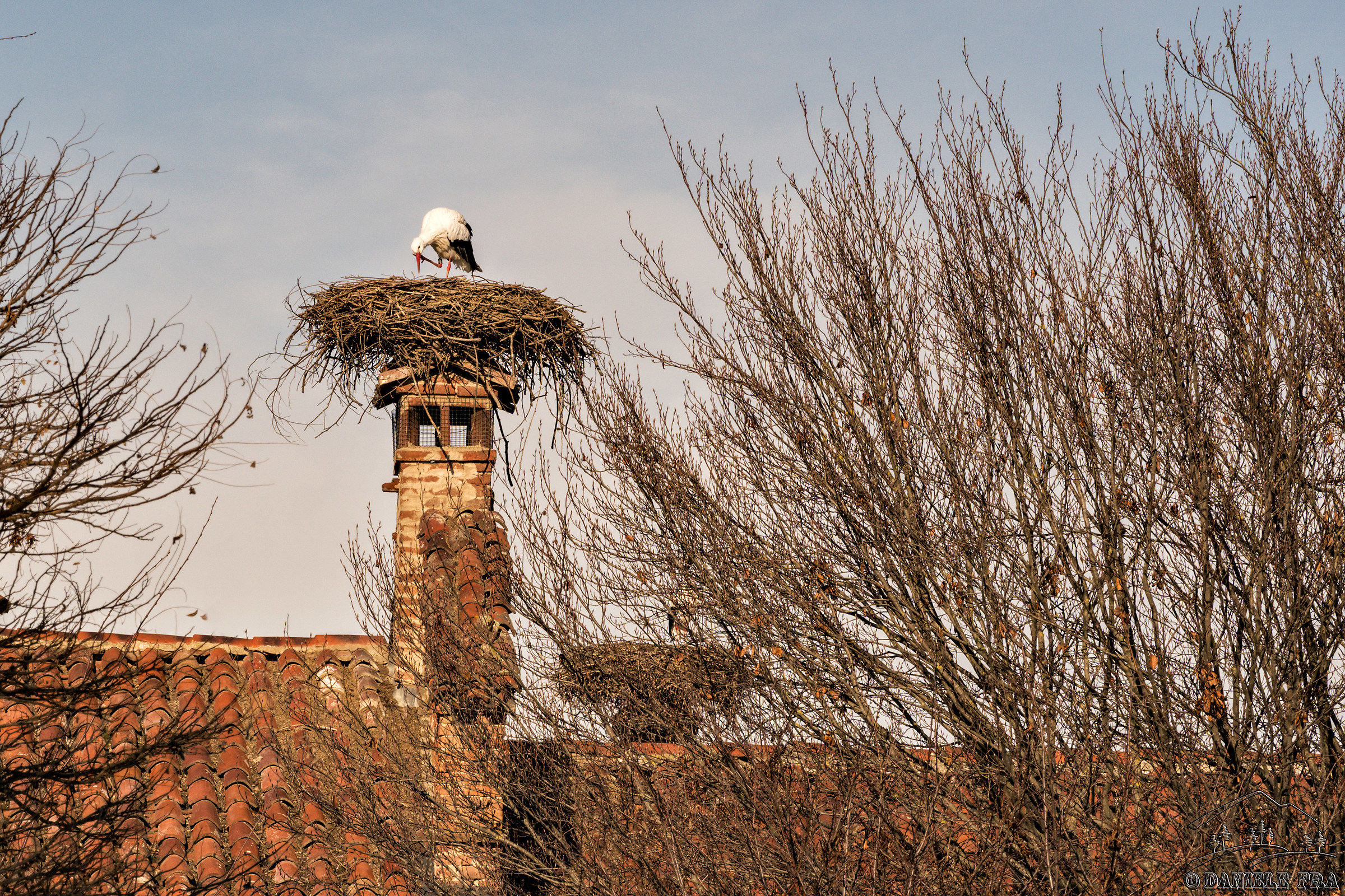 Stork on the chimney