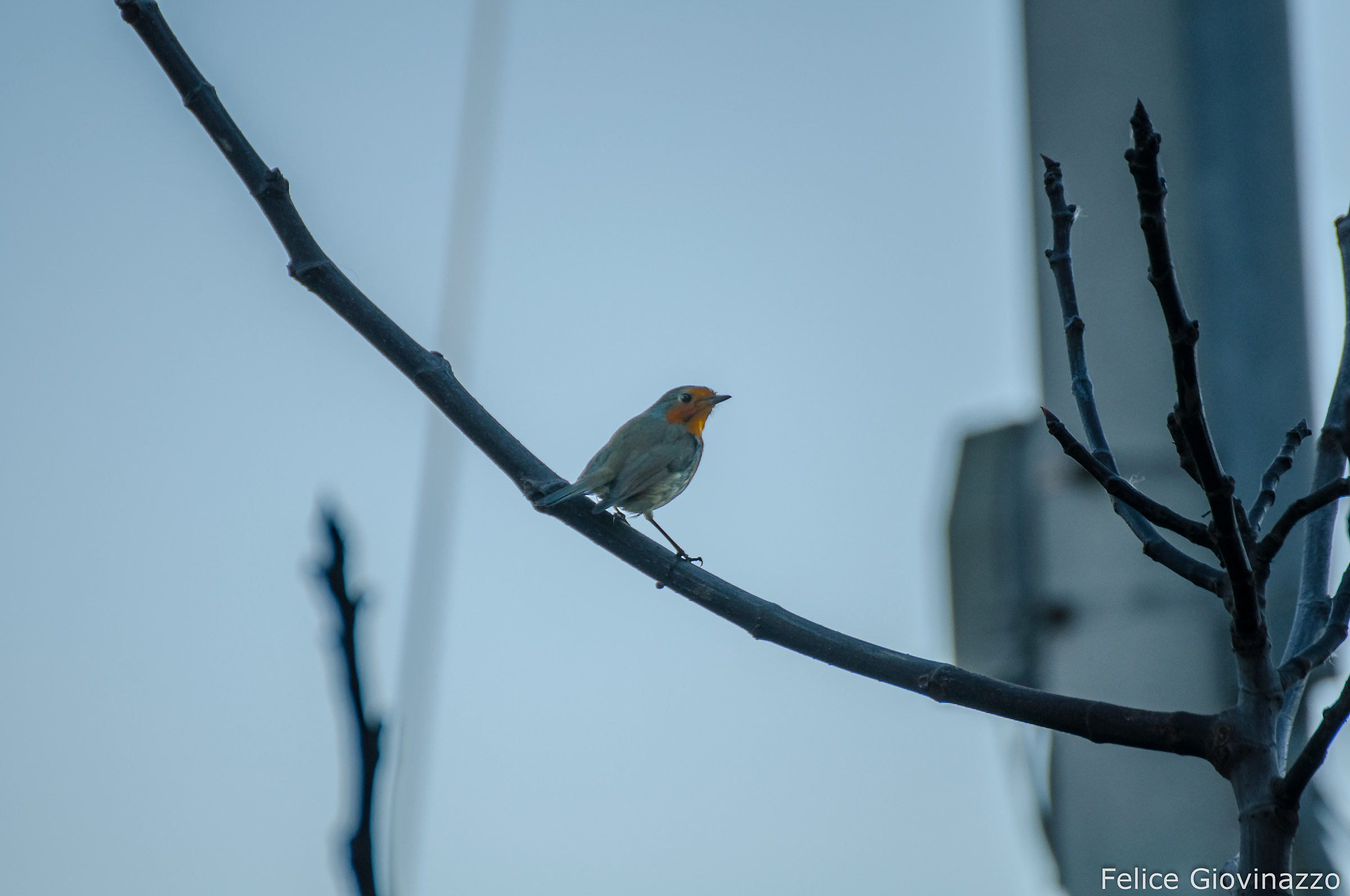 Posato su un albero di Fico