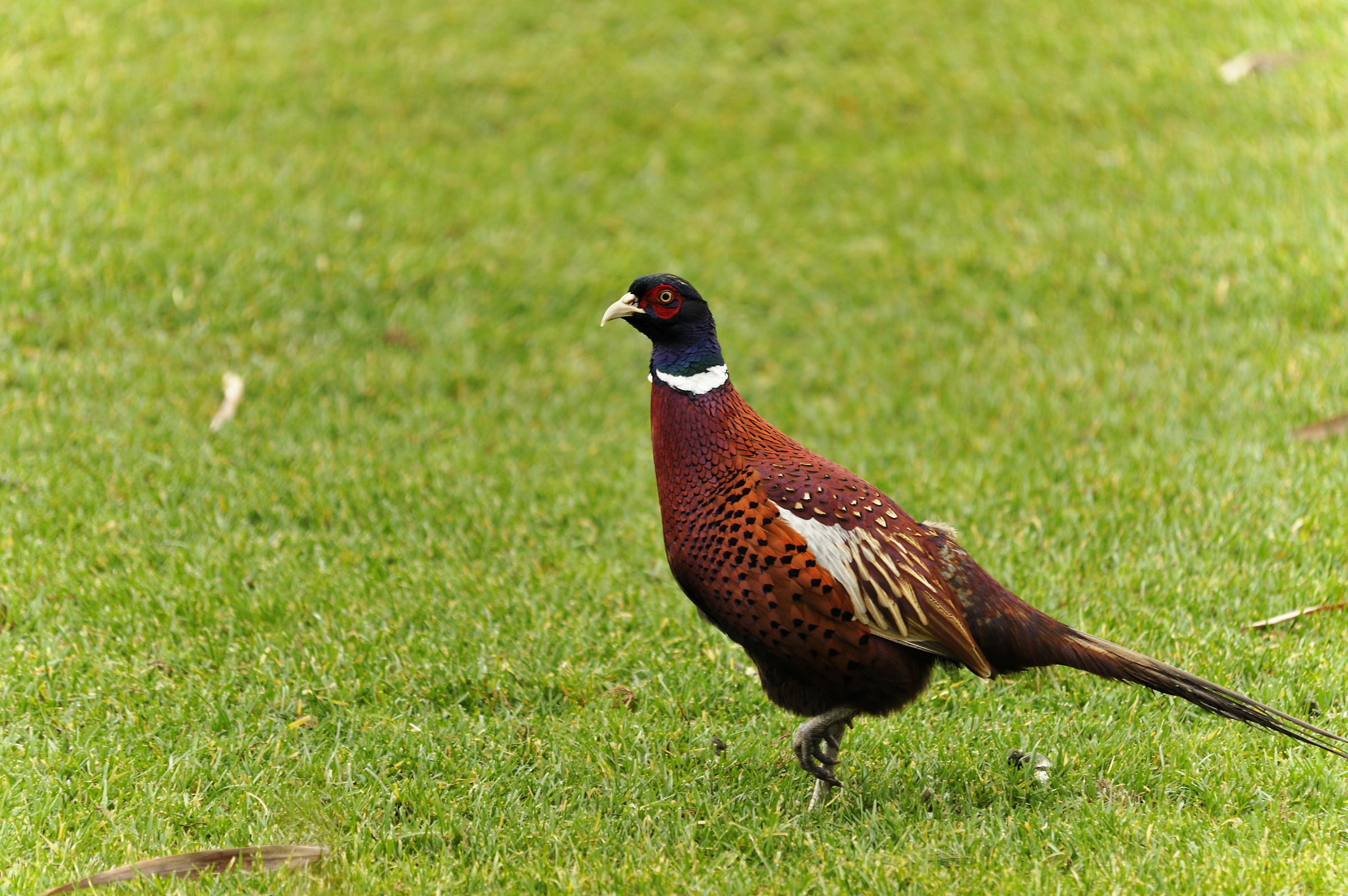 pheasant