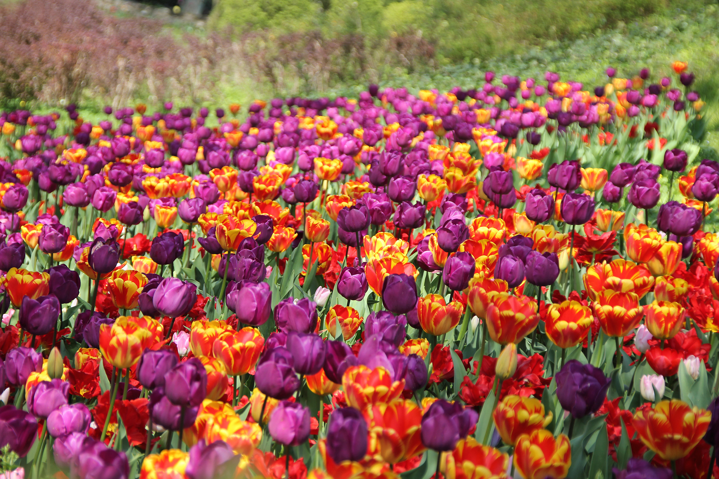 Viola, Giallo, Rosso, Verde