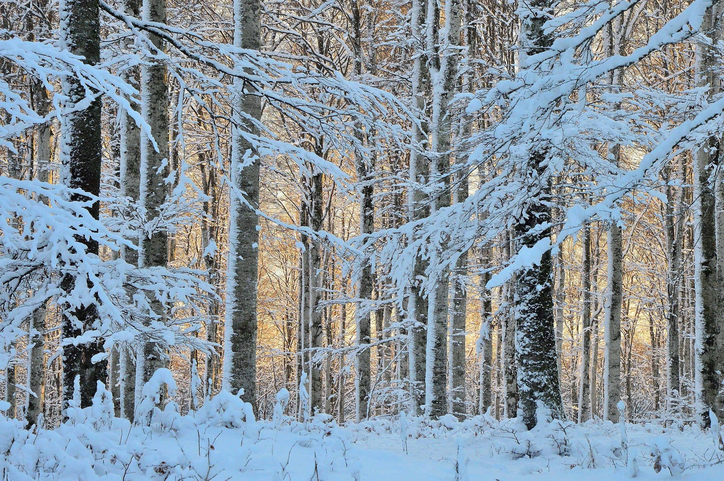 Luce nel bosco innevato