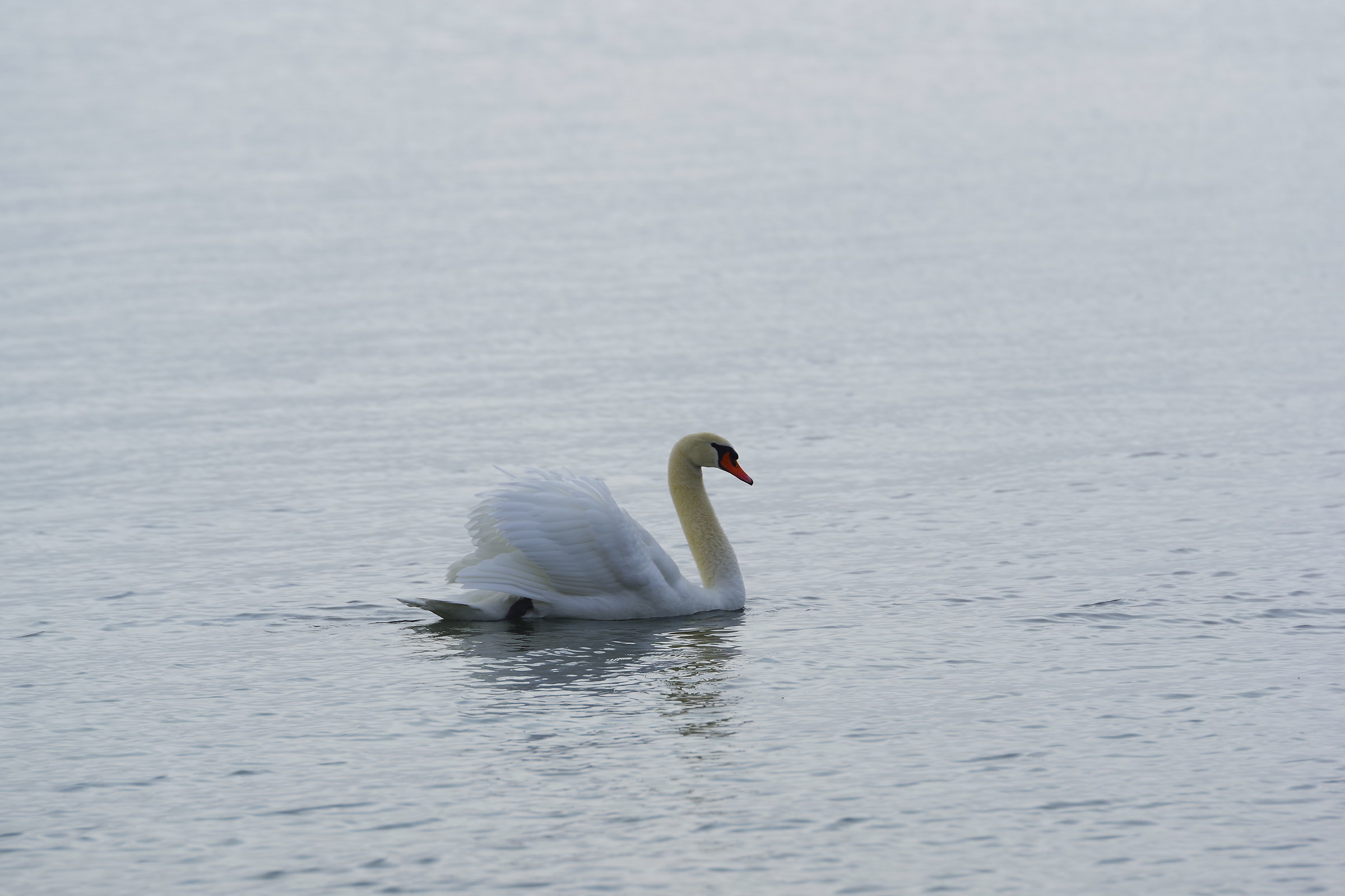 Swan in Winter