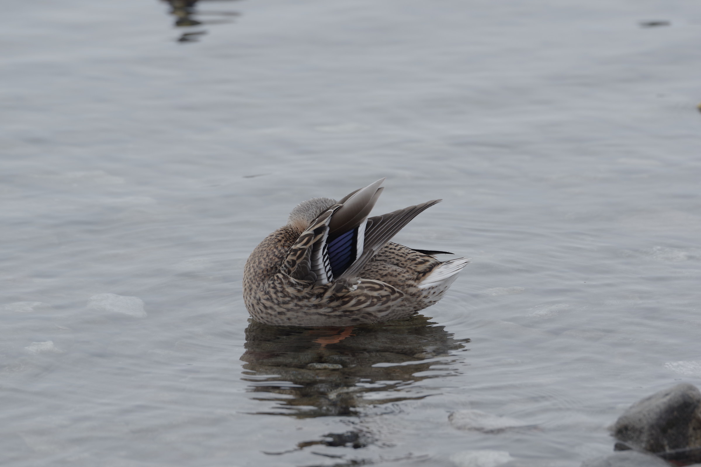 Female duck cleans itself