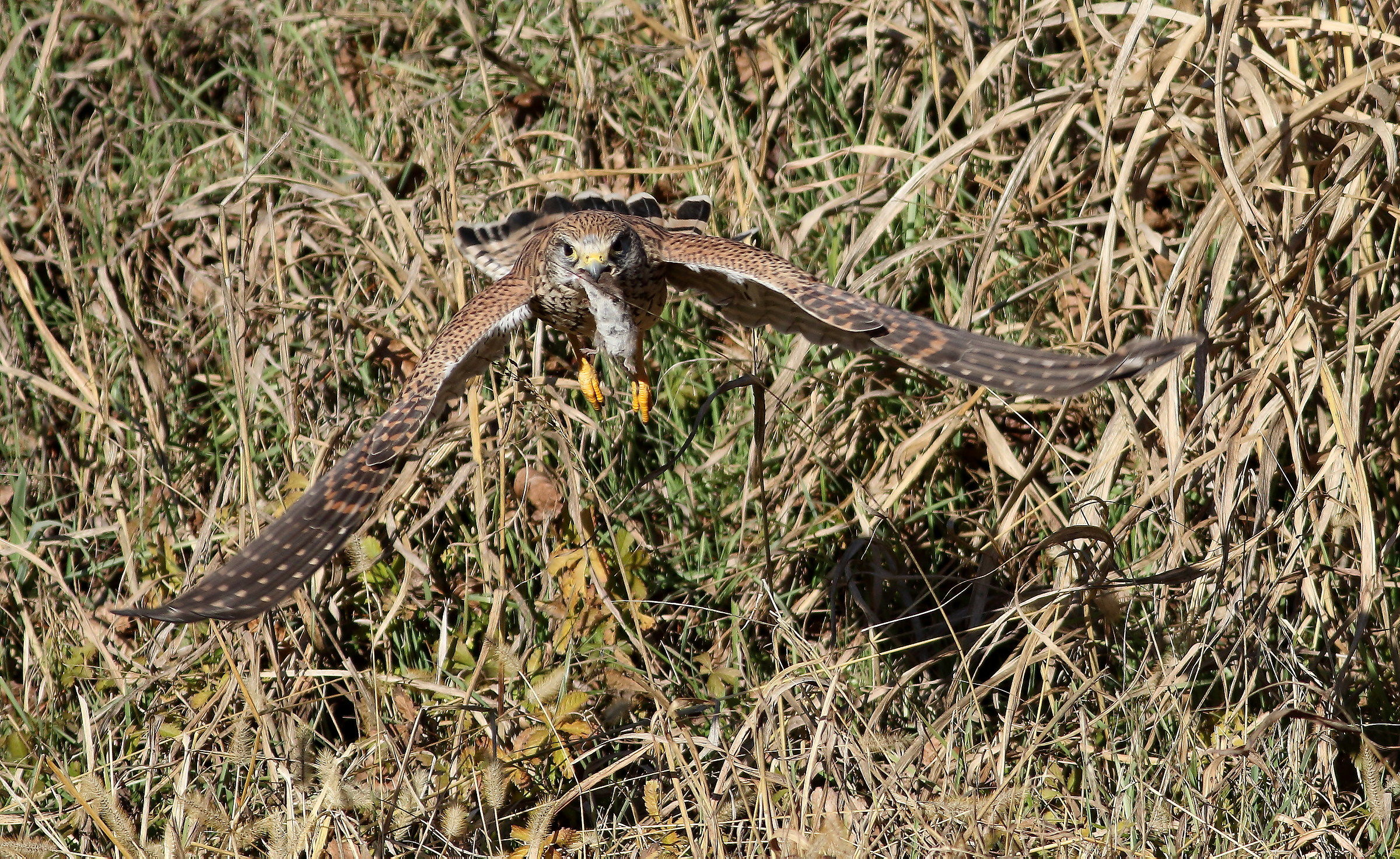 kestrel catching mole