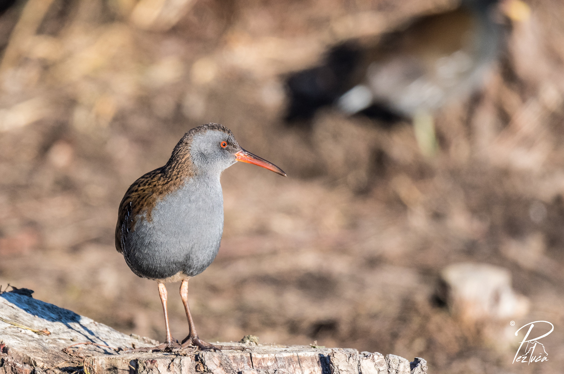 Water Rail