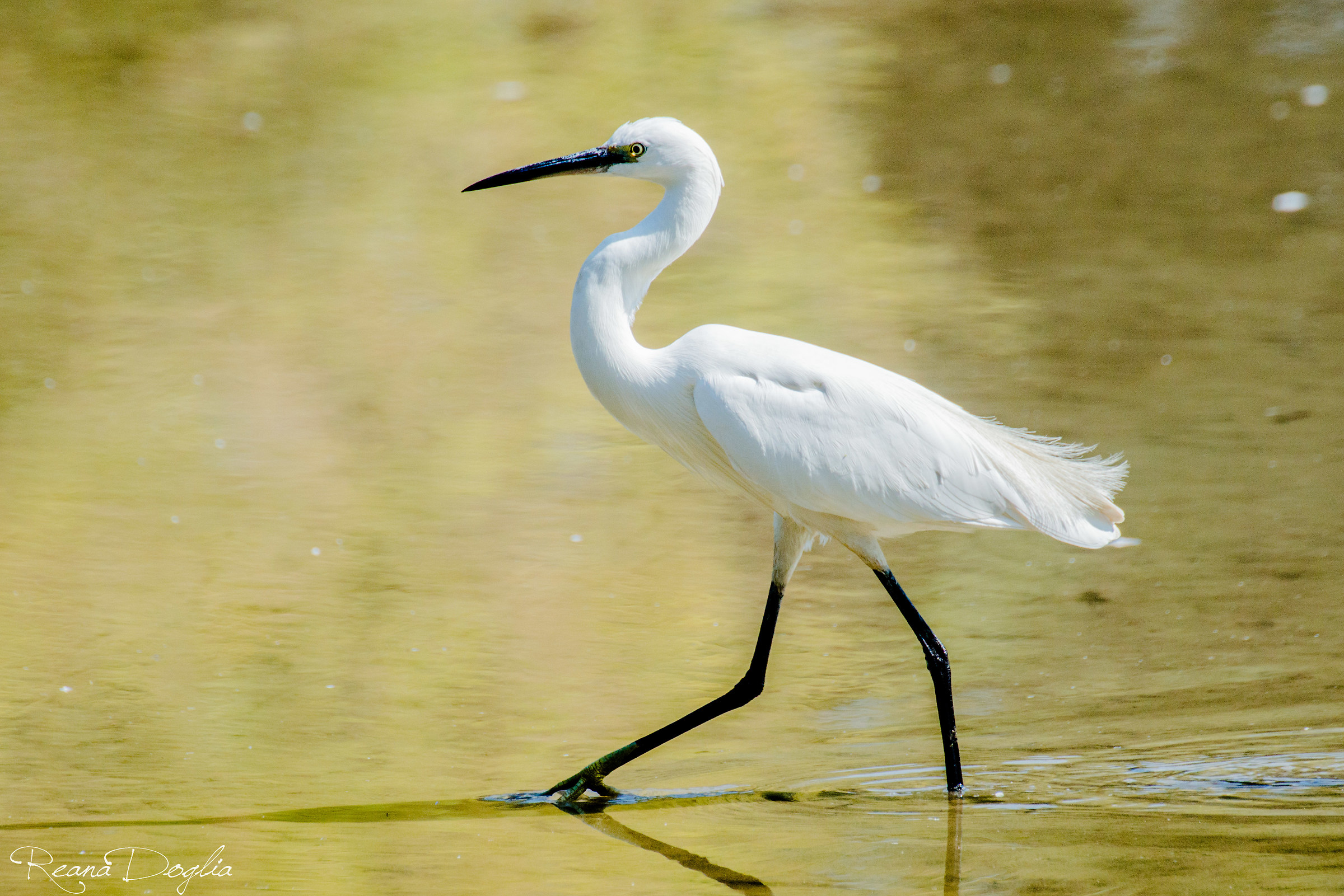 Egret