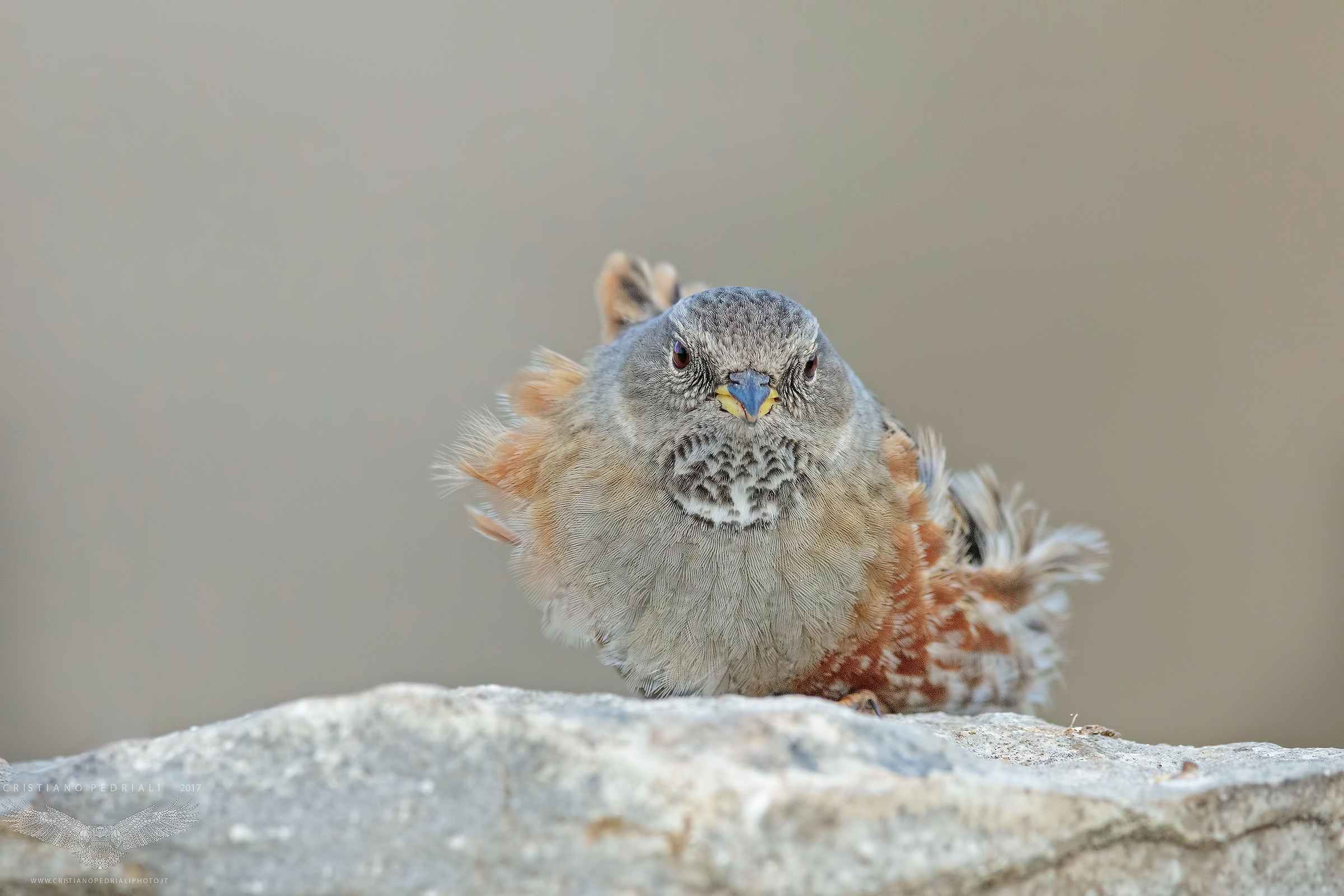 Sordone in the wind ...