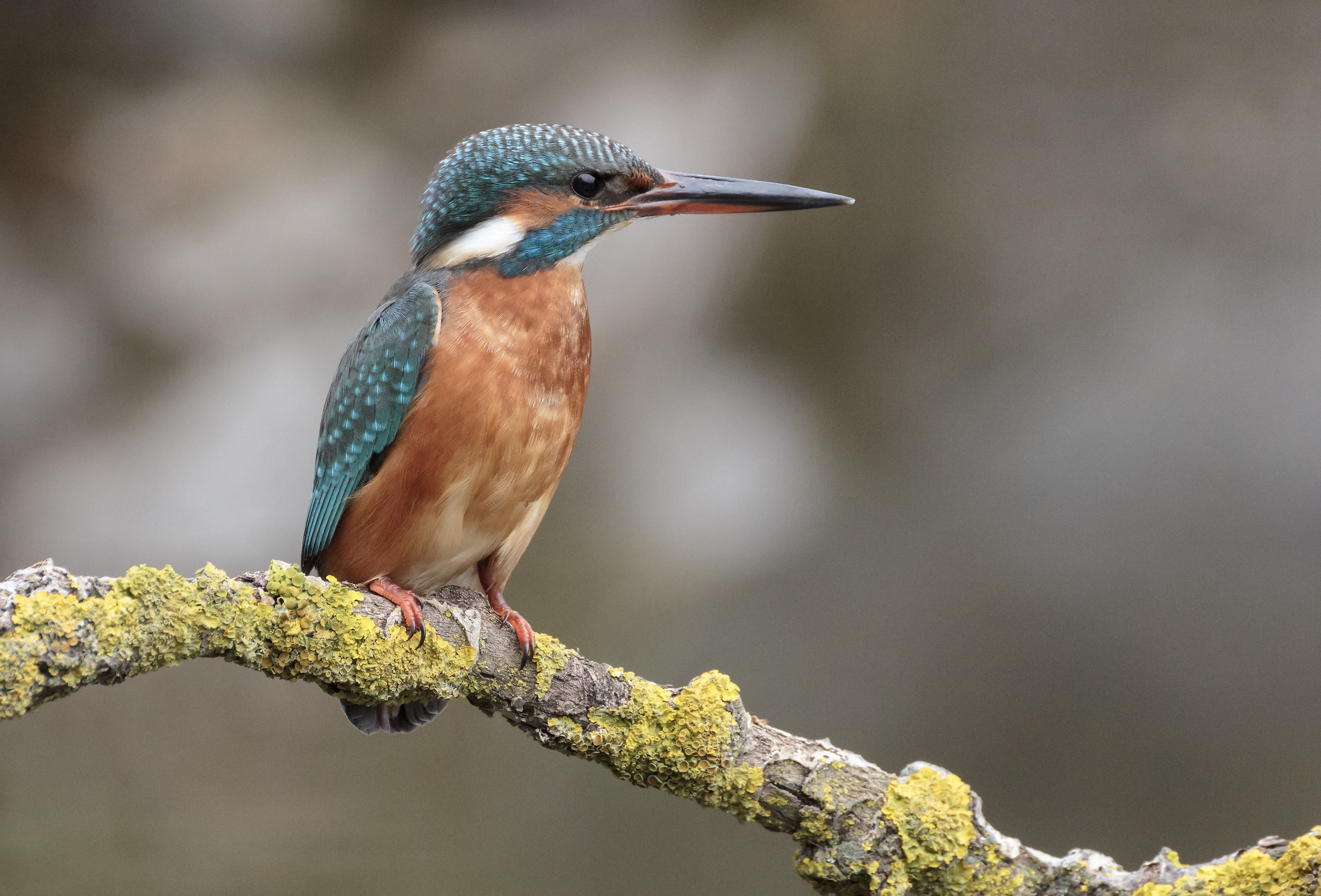 My country ... Sunday, December 31, 2017