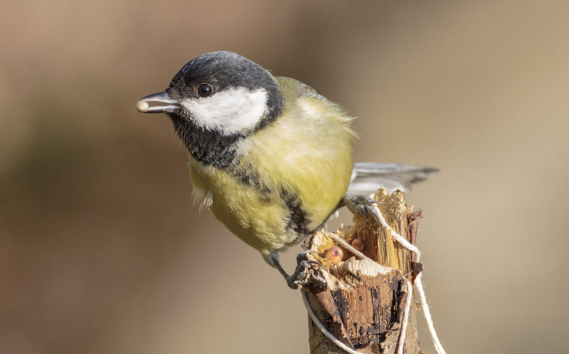 My country ... Sunday, December 31, 2017