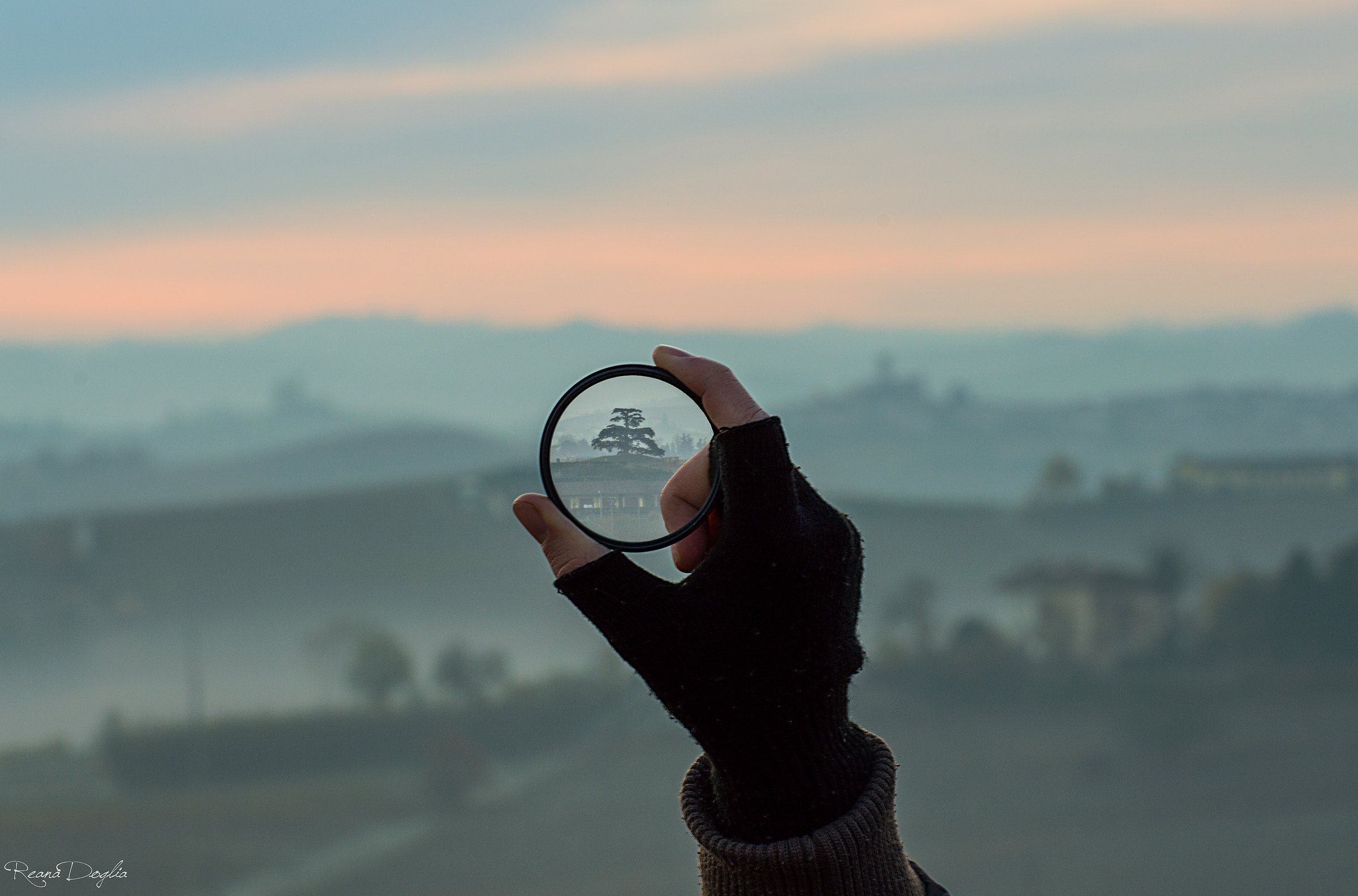 Cedar of Lebanon, La Morra