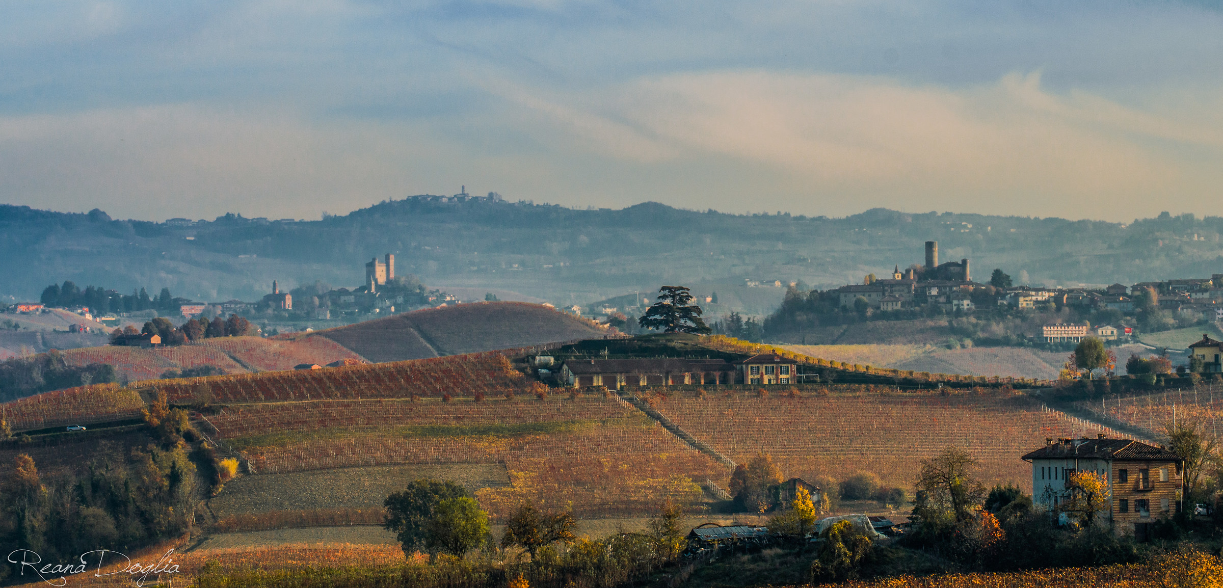 Cedar of Lebanon, La Morra